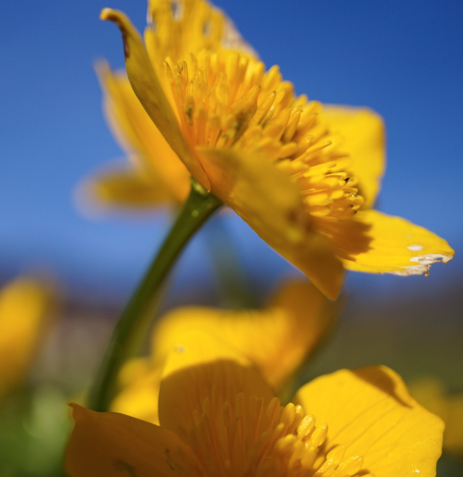 Sony Alpha QX1 + Sony E 30mm F3.5 Macro sample photo. ,bachpumbele' in swiss german region thal/so photography