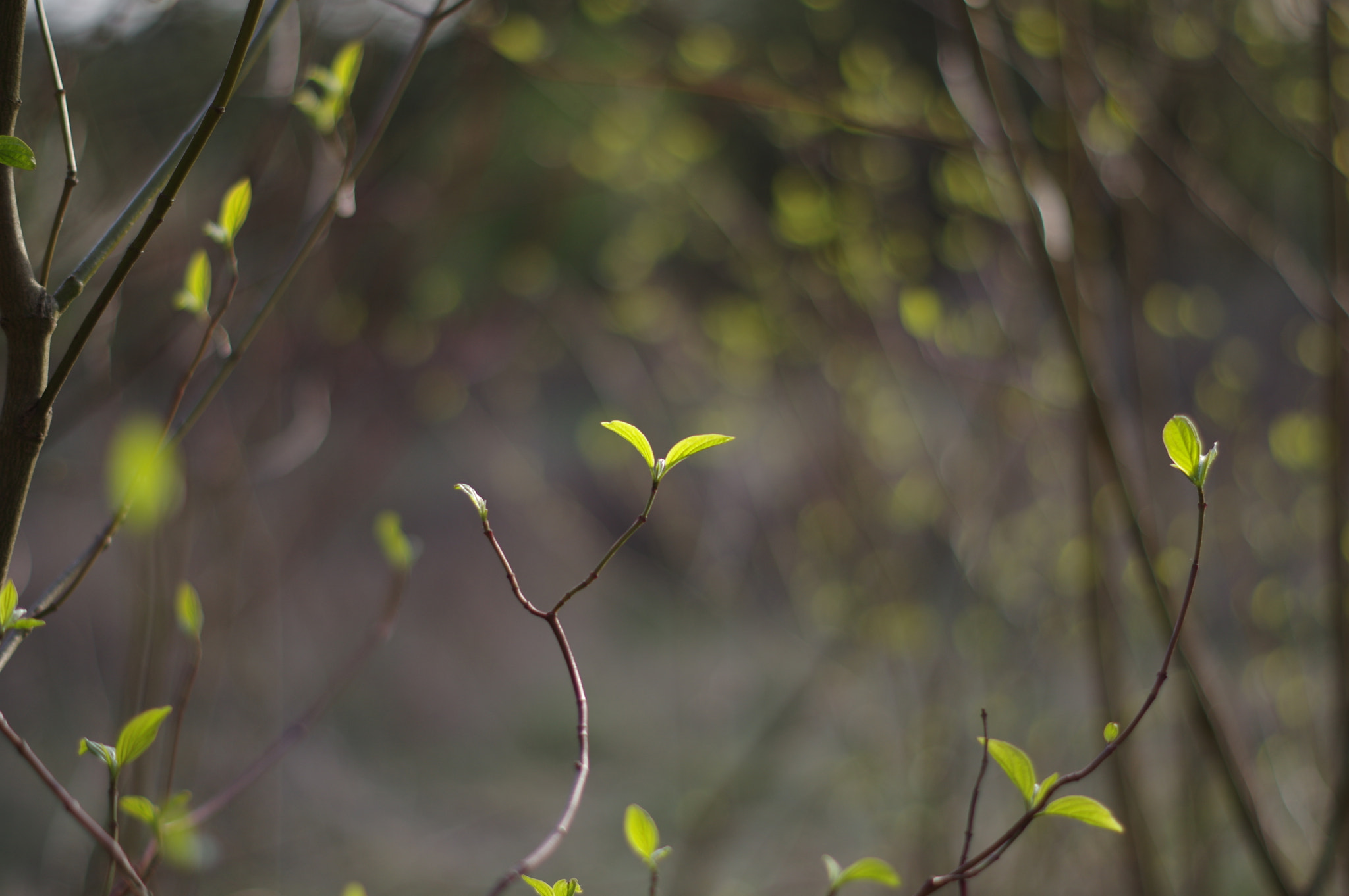 Pentax K-3 + Pentax smc DA 50mm F1.8 sample photo. Spring-bokhe  photography