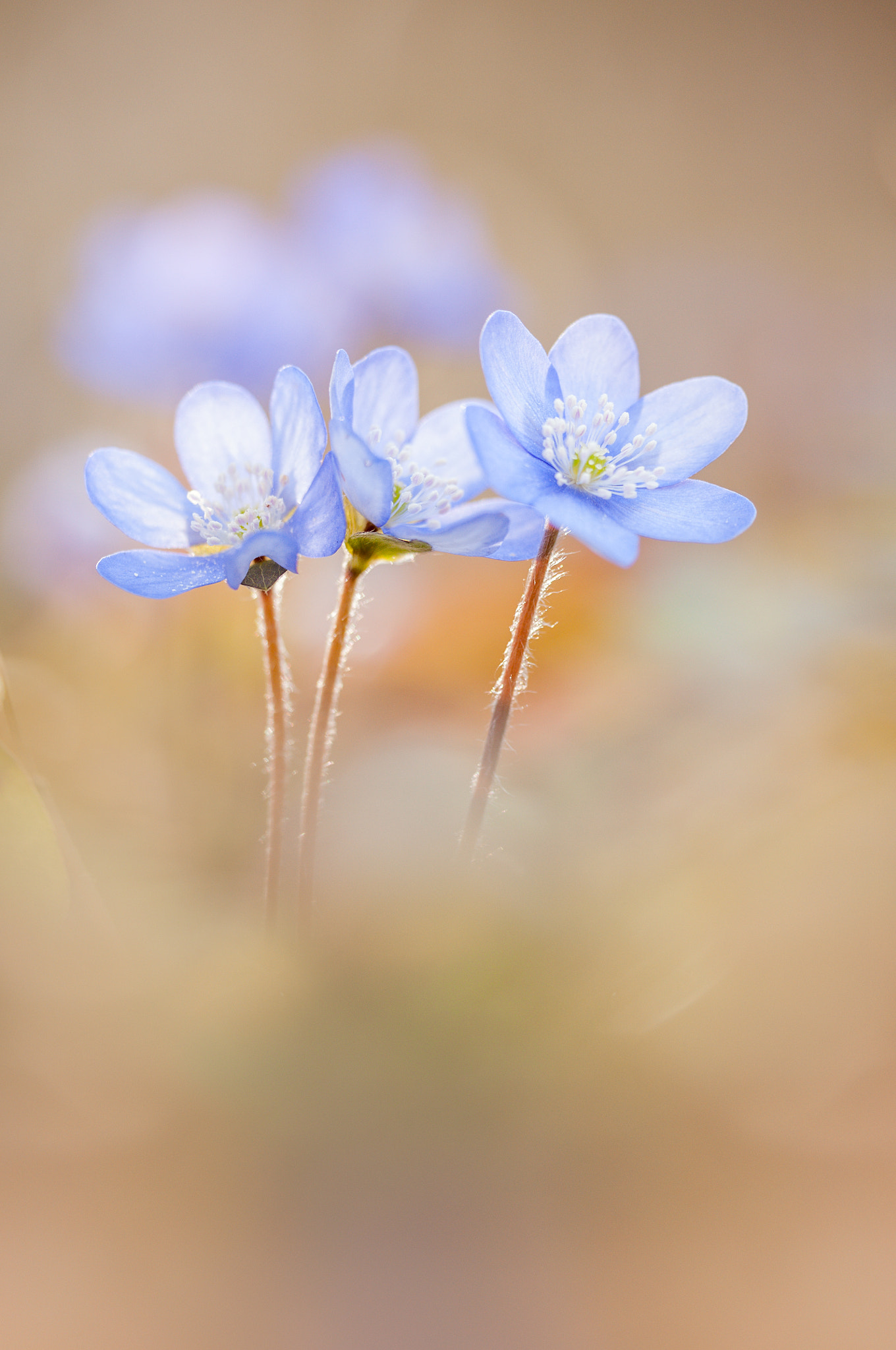 Nikon D300 + Sigma 150mm F2.8 EX DG OS Macro HSM sample photo. Leberblümchen photography