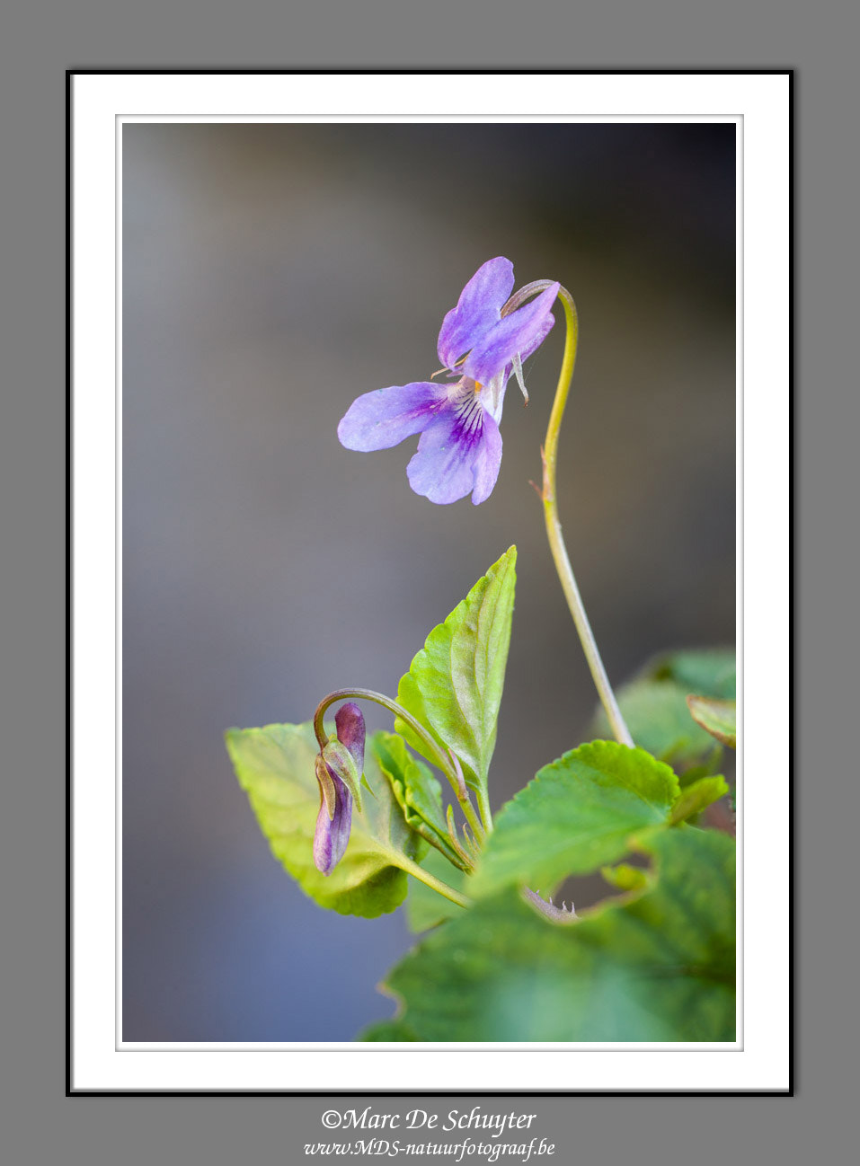 Canon EOS 5D Mark II sample photo. Wood violet photography