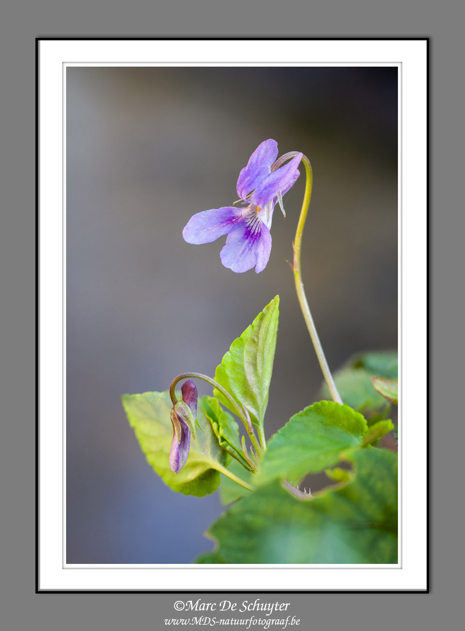 Canon TS-E 90mm F2.8 Tilt-Shift sample photo. Wood violet photography