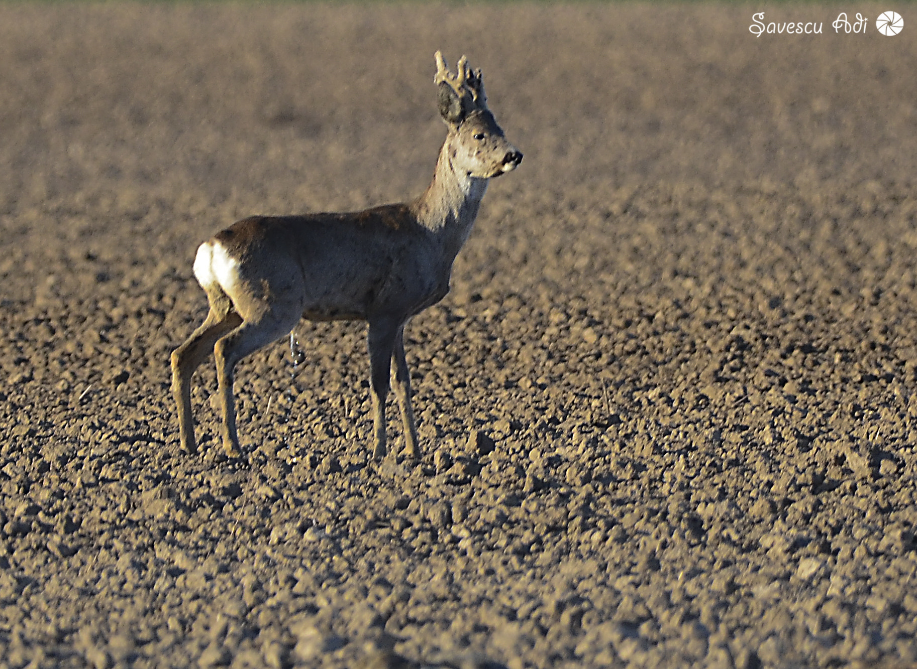 Sigma 150-600mm F5-6.3 DG OS HSM | C sample photo. Pissss photography