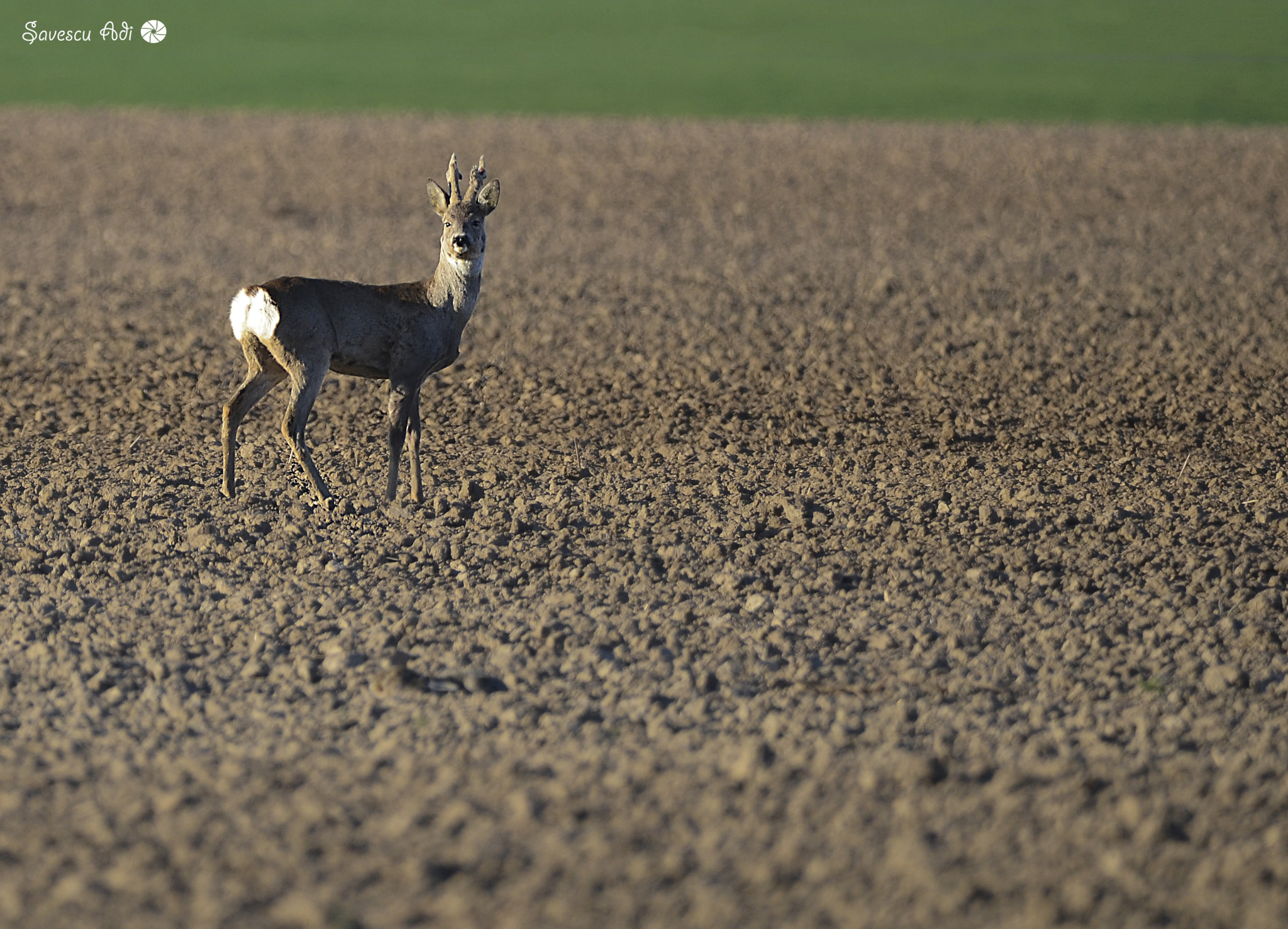 Nikon D7000 sample photo. Deer photography