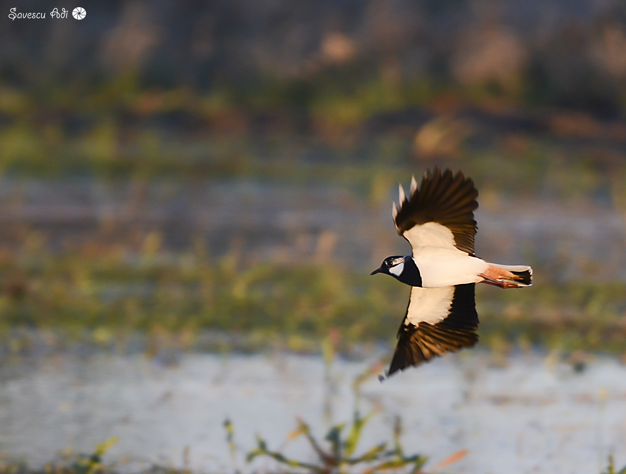 Nikon D7000 + Sigma 150-600mm F5-6.3 DG OS HSM | C sample photo. Sunset fly photography