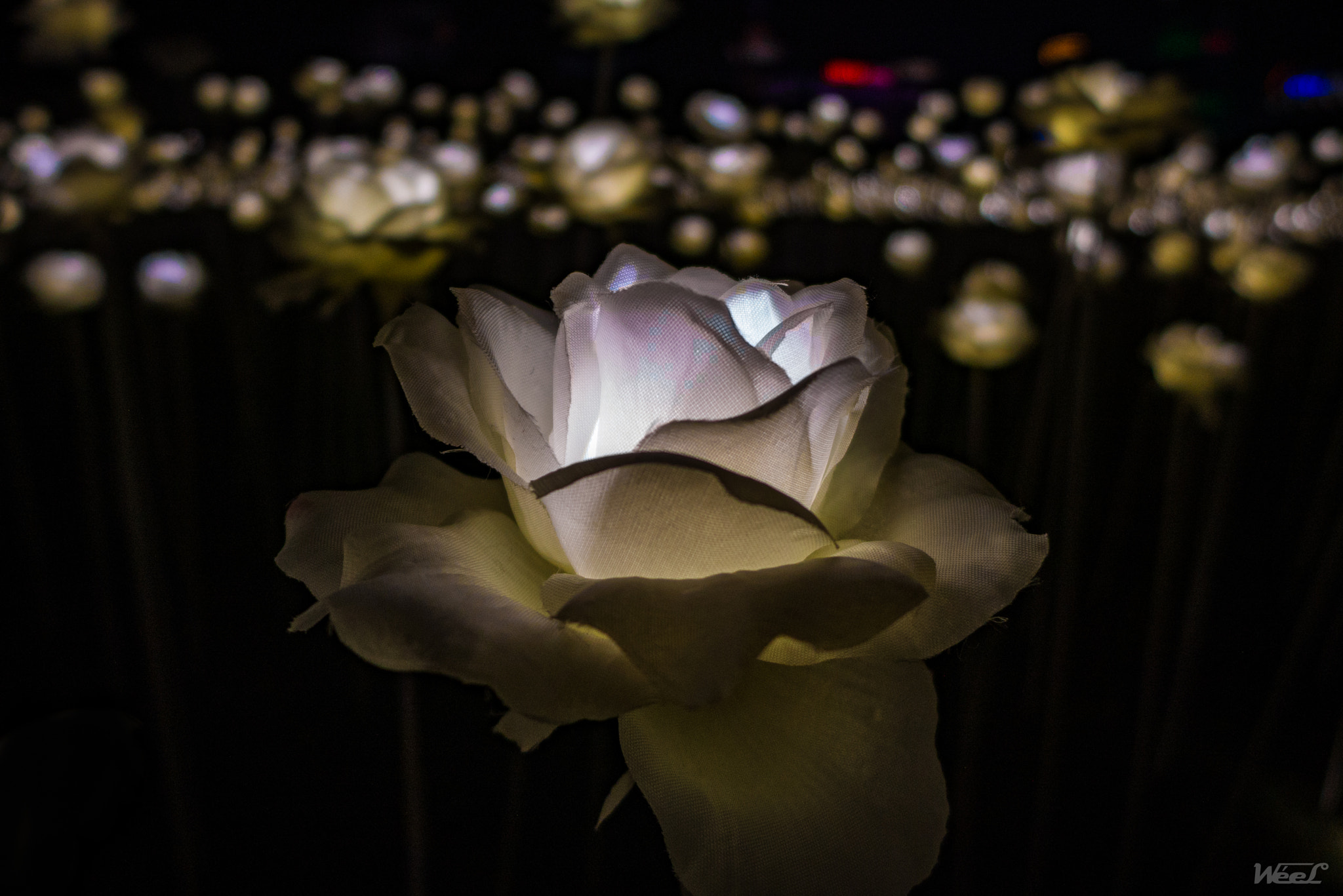Leica D-Lux 6 sample photo. Led roses photography
