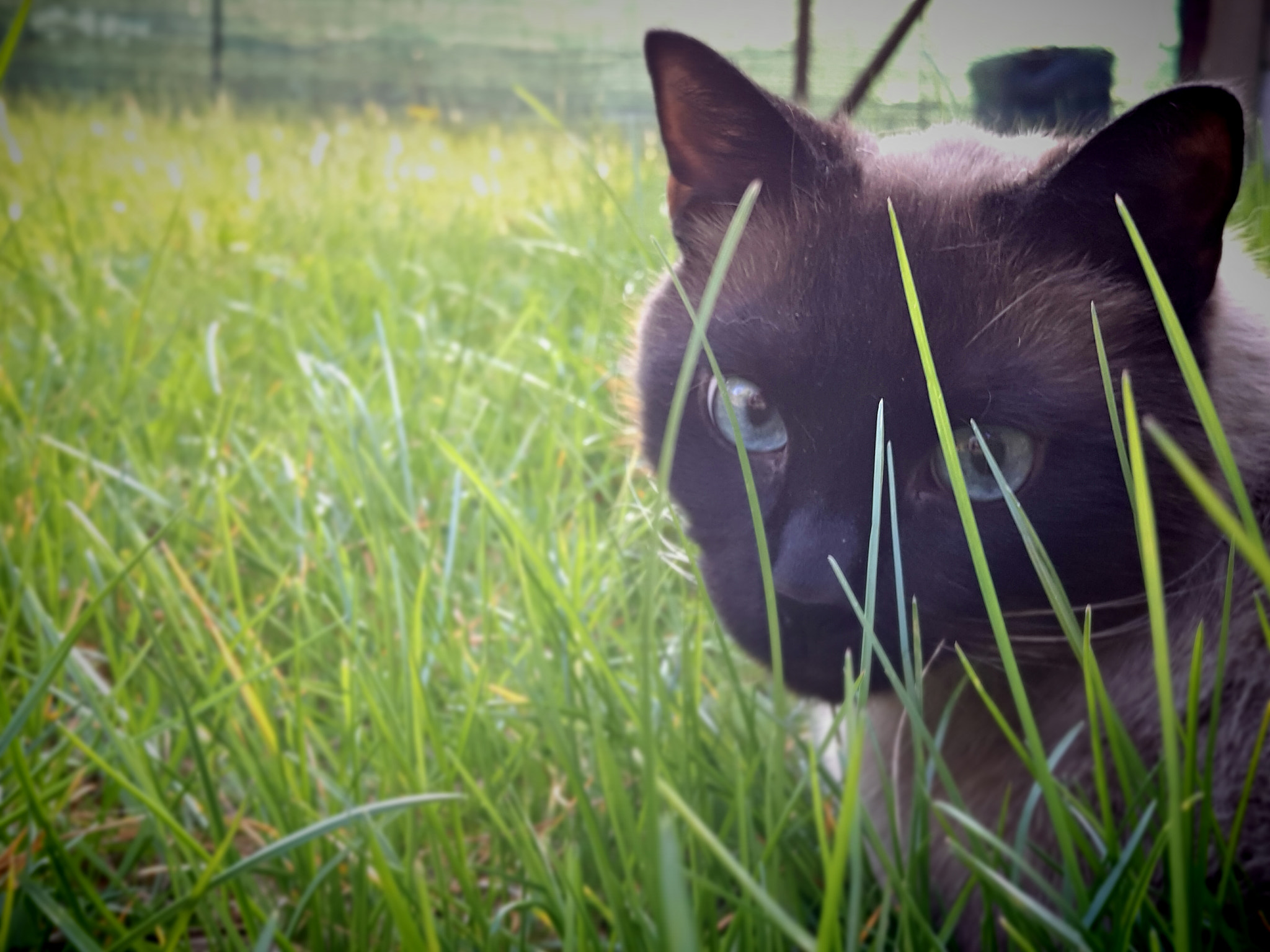 Meizu PRO 5 sample photo. Cat on the grass photography