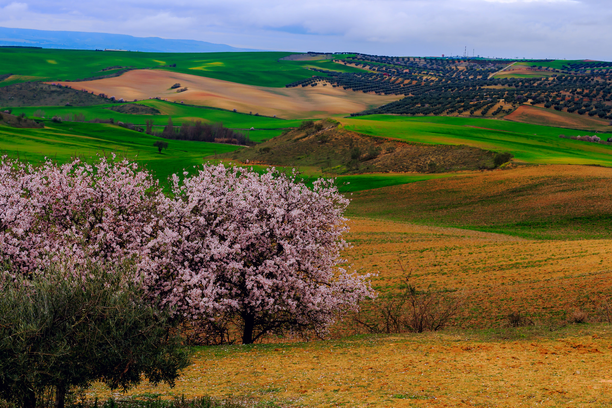 Canon EOS 700D (EOS Rebel T5i / EOS Kiss X7i) + Canon EF 50mm F1.4 USM sample photo. Almond tree in cropland photography