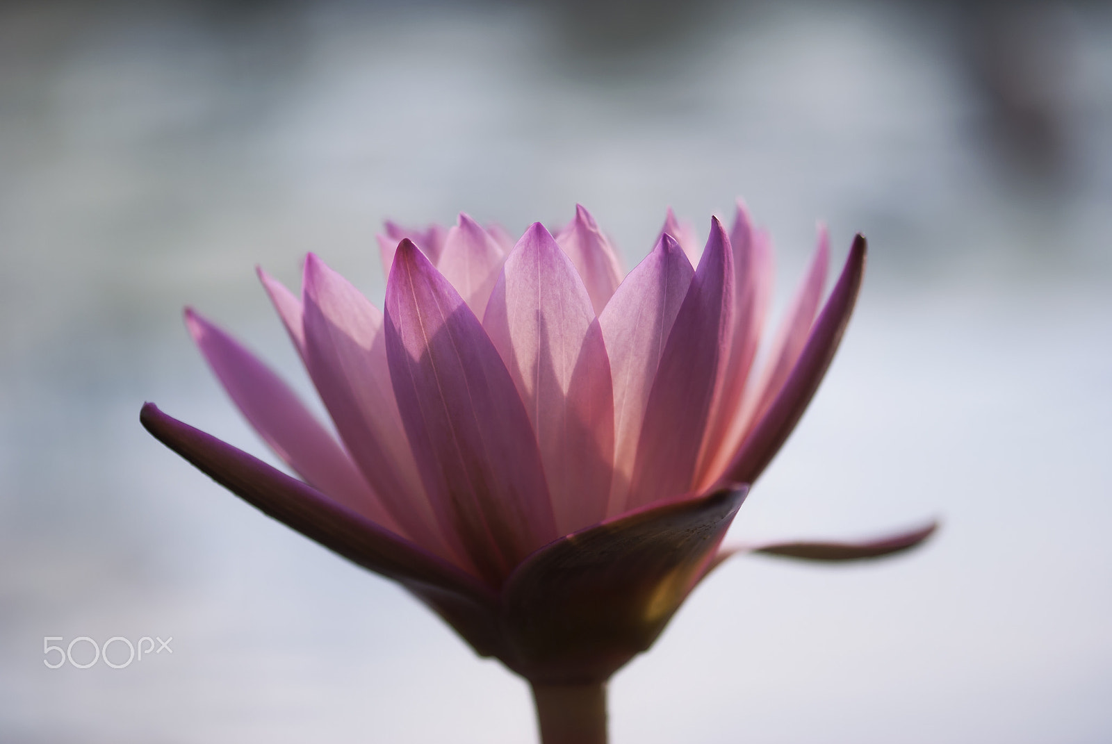 Nikon D60 + Nikon AF-S Micro-Nikkor 105mm F2.8G IF-ED VR sample photo. Pink water lily photography