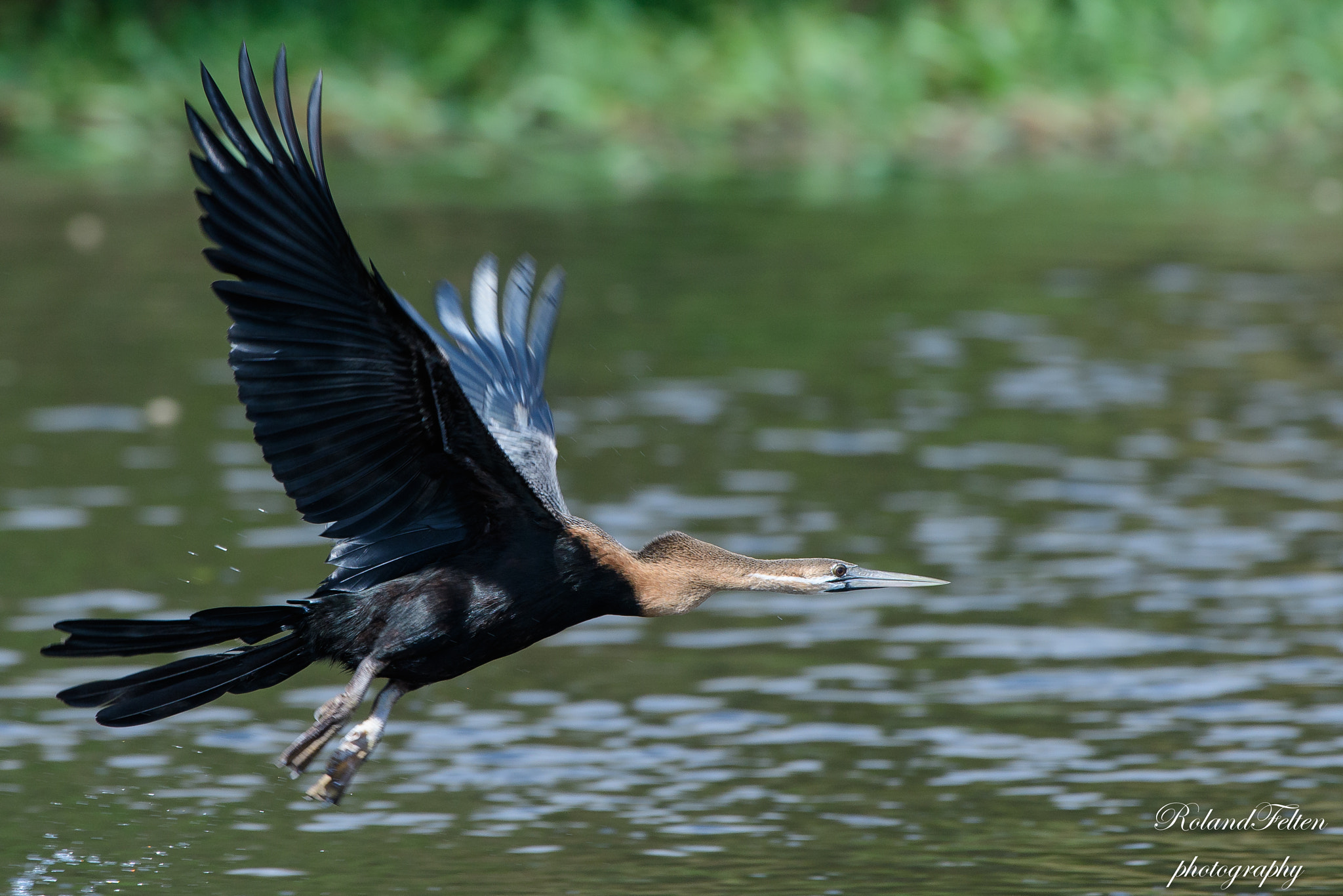 Nikon D500 + Nikon AF-S Nikkor 200-400mm F4G ED-IF VR sample photo. African darter photography