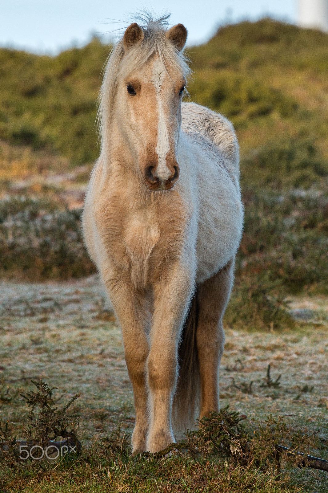 Canon EOS 70D + Canon EF 70-200mm F4L USM sample photo. Cream photography