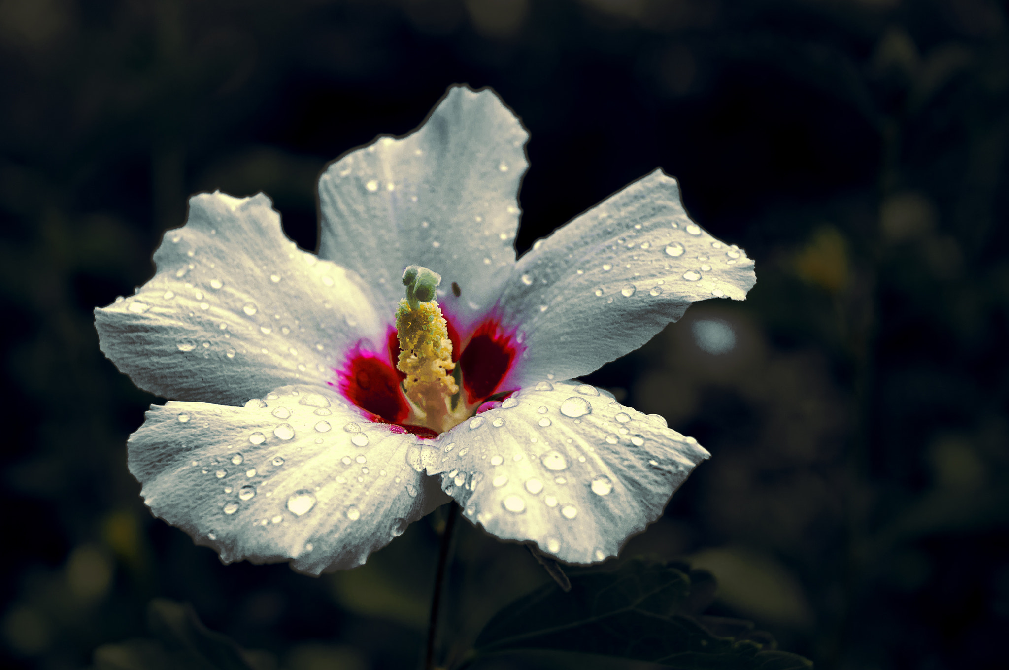 Nikon D90 sample photo. Гибискус после дождя photography