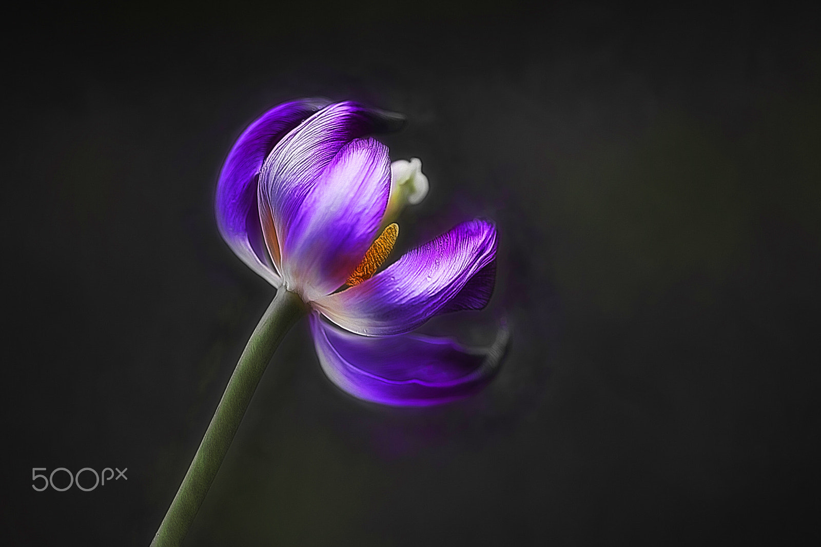 Canon EF 100mm F2.8 Macro USM sample photo. Non, je ne regrette rien photography