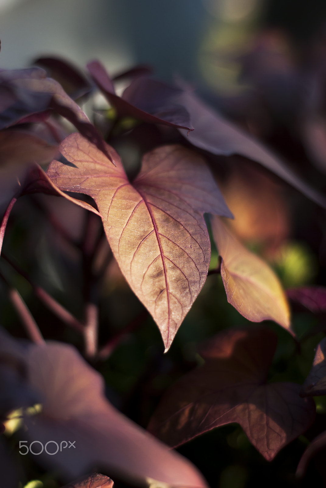 Nikon D60 + Nikon AF Nikkor 50mm F1.8D sample photo. Purple sweet potato leaf photography