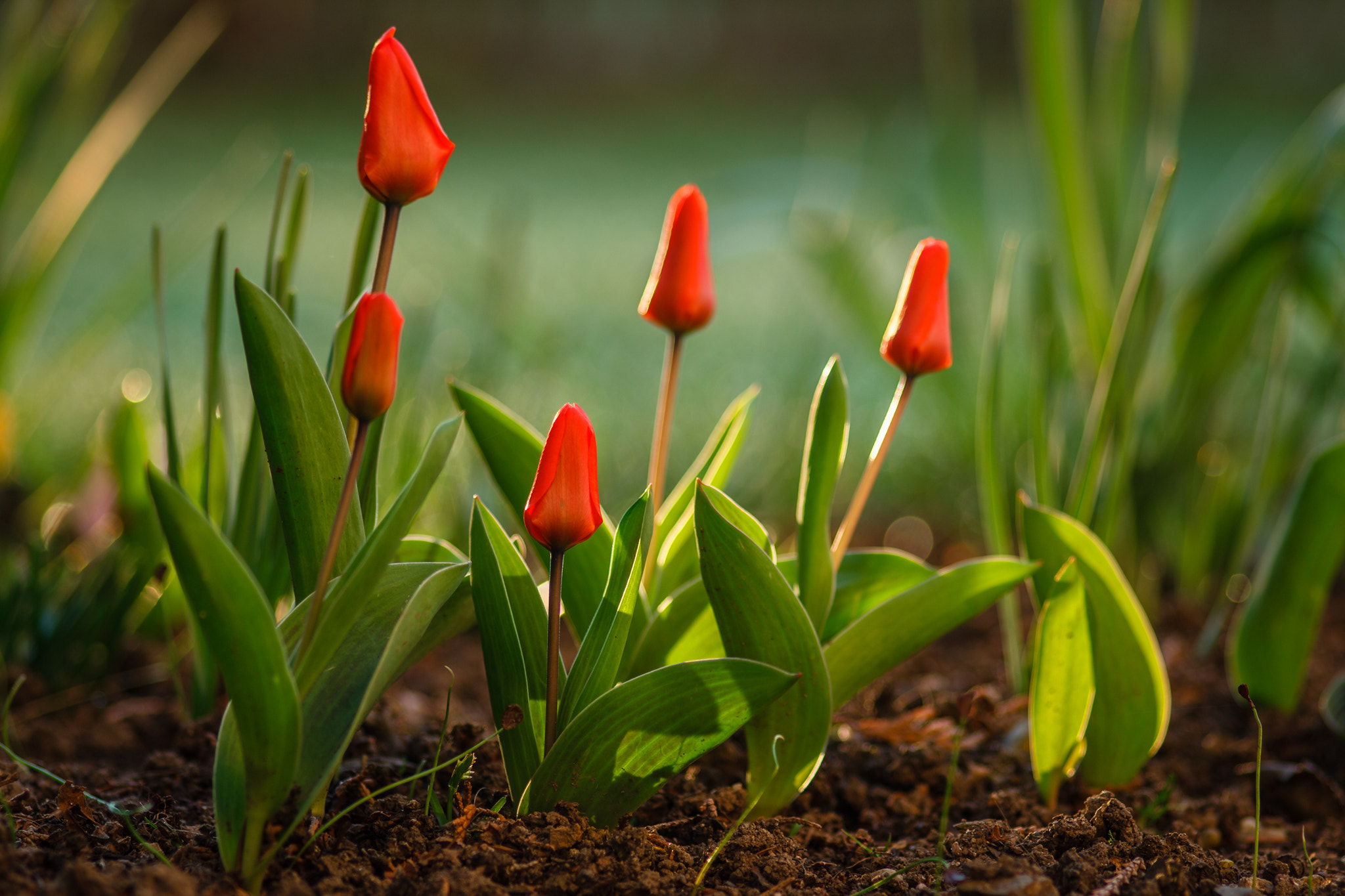 Canon EOS 60D + Sigma 105mm F2.8 EX DG Macro sample photo. Tulpen am morgen photography