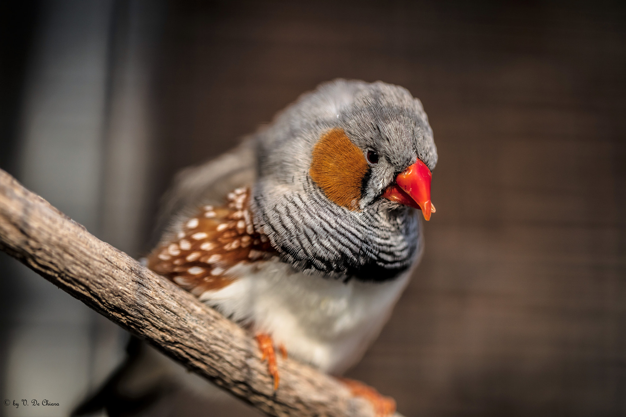 Canon EF 100mm F2.8L Macro IS USM sample photo. Uccellino photography