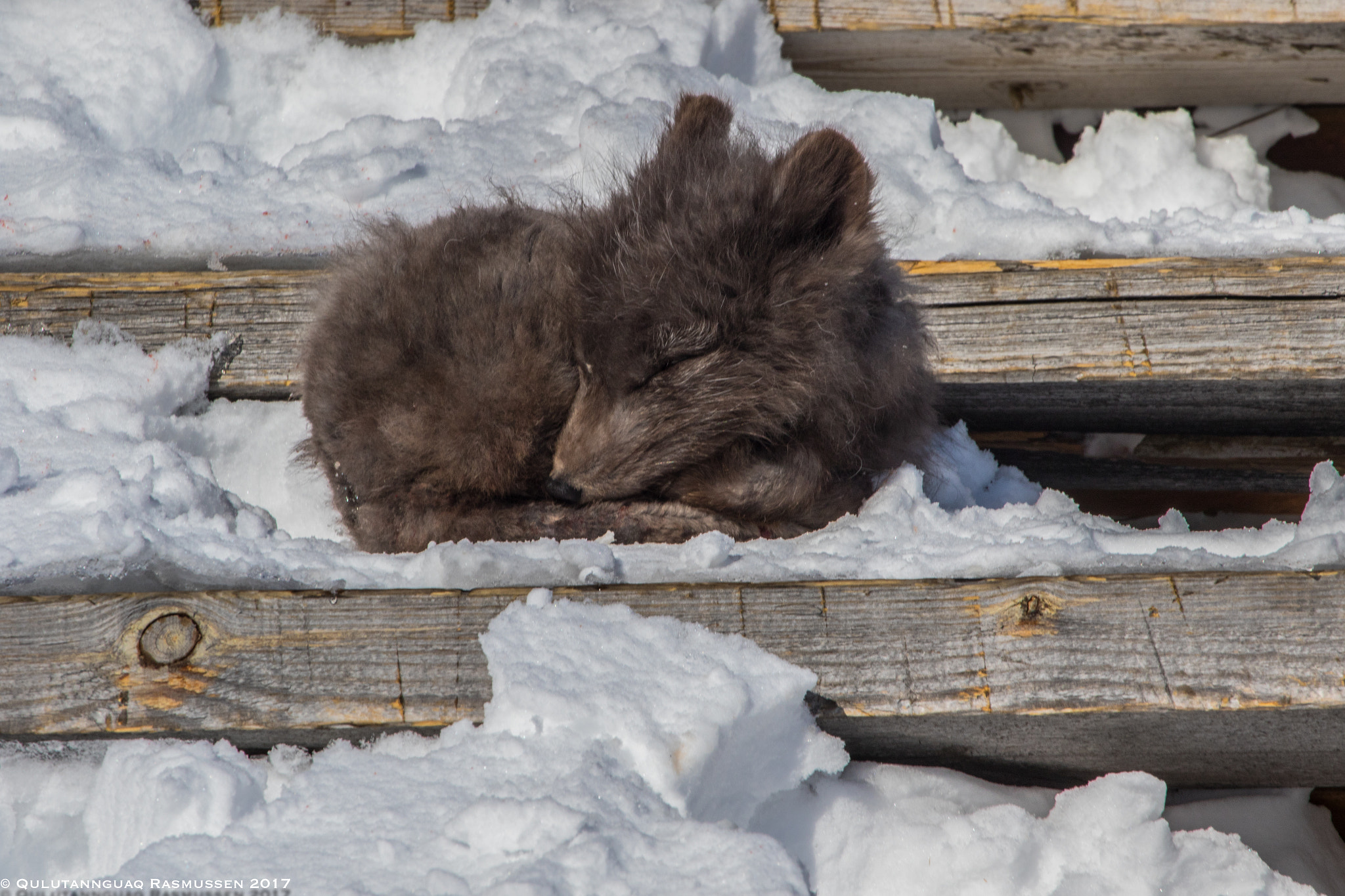 Canon EF 100-400mm F4.5-5.6L IS USM sample photo. Taking nap photography