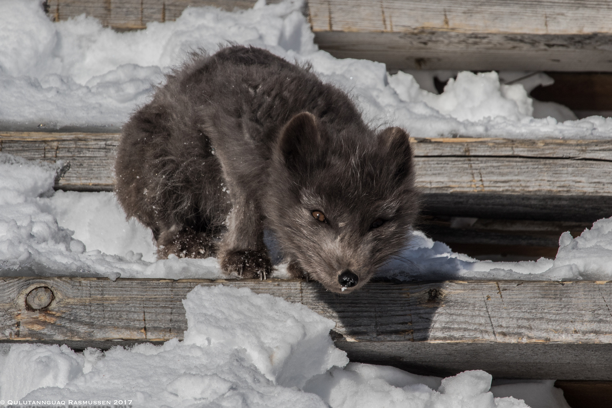 Canon EOS 7D Mark II + Canon EF 100-400mm F4.5-5.6L IS USM sample photo. Curious photography