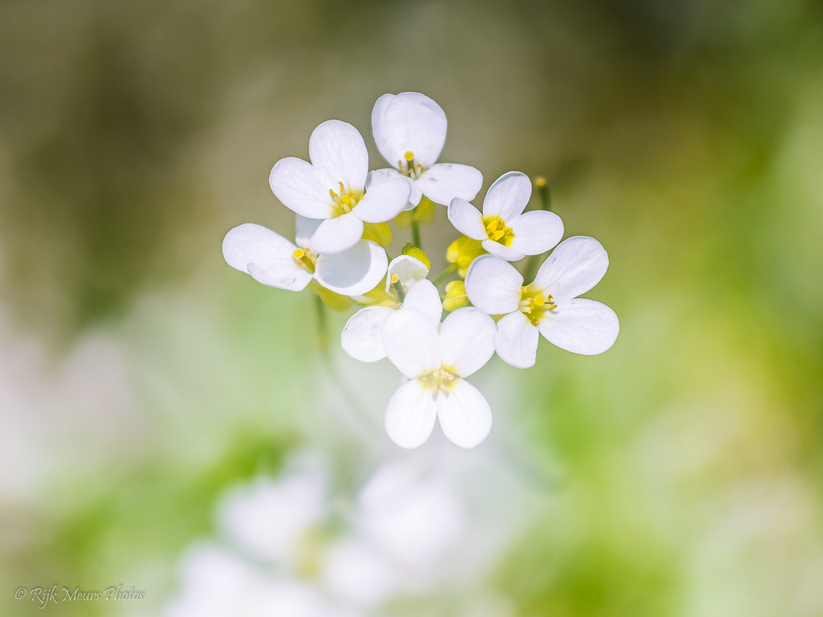 Nikon AF-S Nikkor 70-200mm F4G ED VR sample photo. Blossom photography