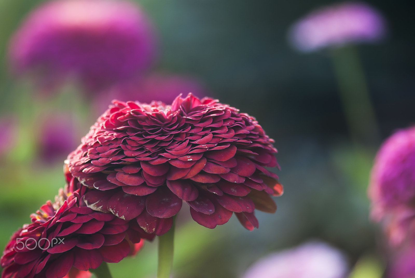 Nikon D60 + Nikon AF-S Micro-Nikkor 105mm F2.8G IF-ED VR sample photo. Red zinnia photography