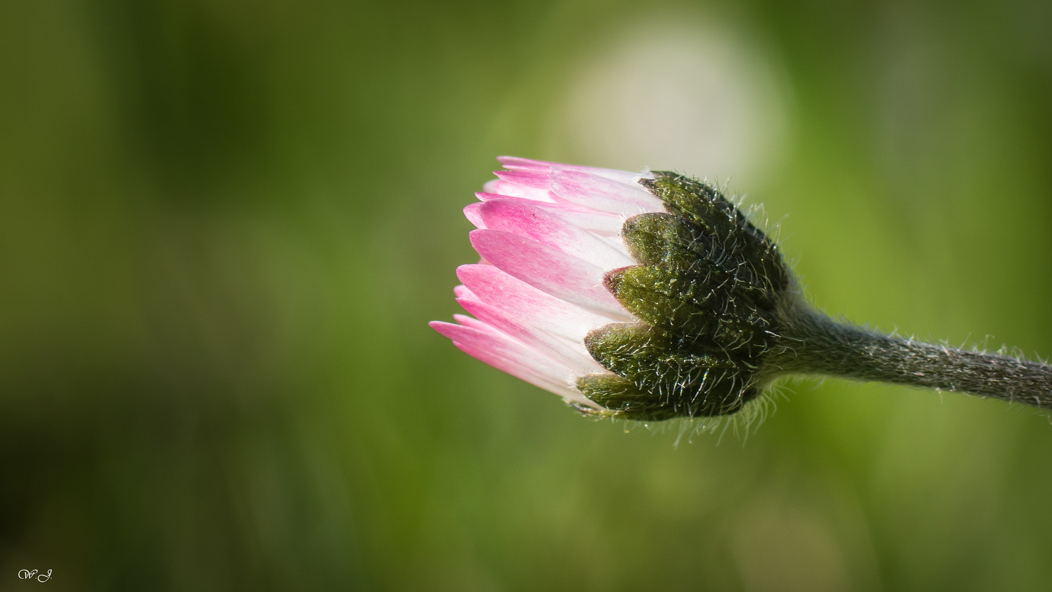 Sony ILCA-77M2 + Tamron SP AF 90mm F2.8 Di Macro sample photo. Hairy beauty photography