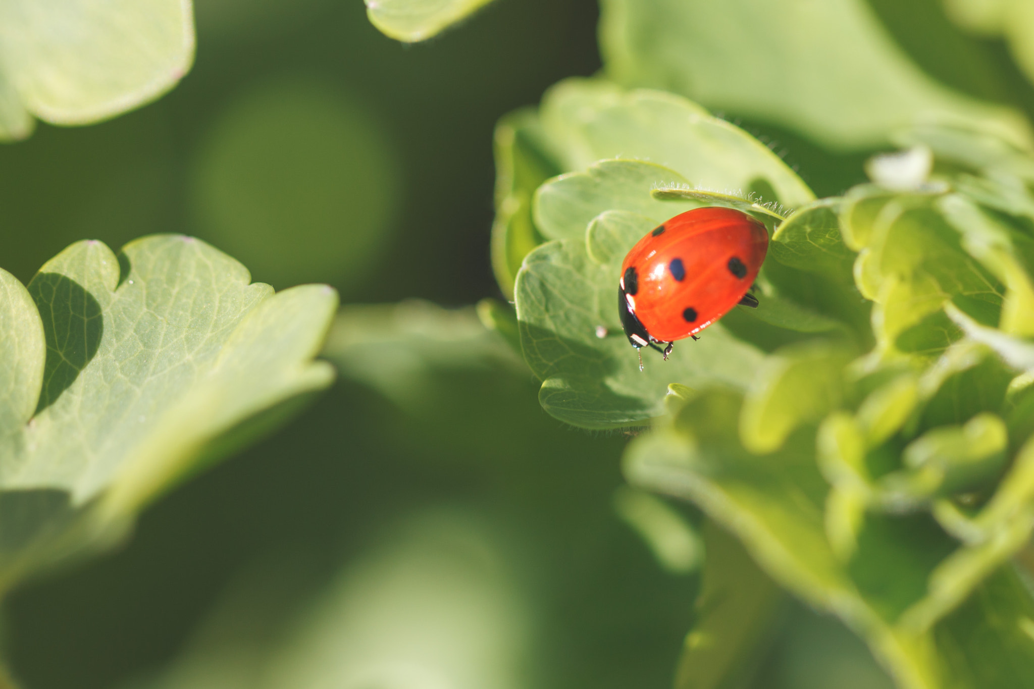 Canon EF 100mm F2.8L Macro IS USM sample photo. Sunny seven-spot photography