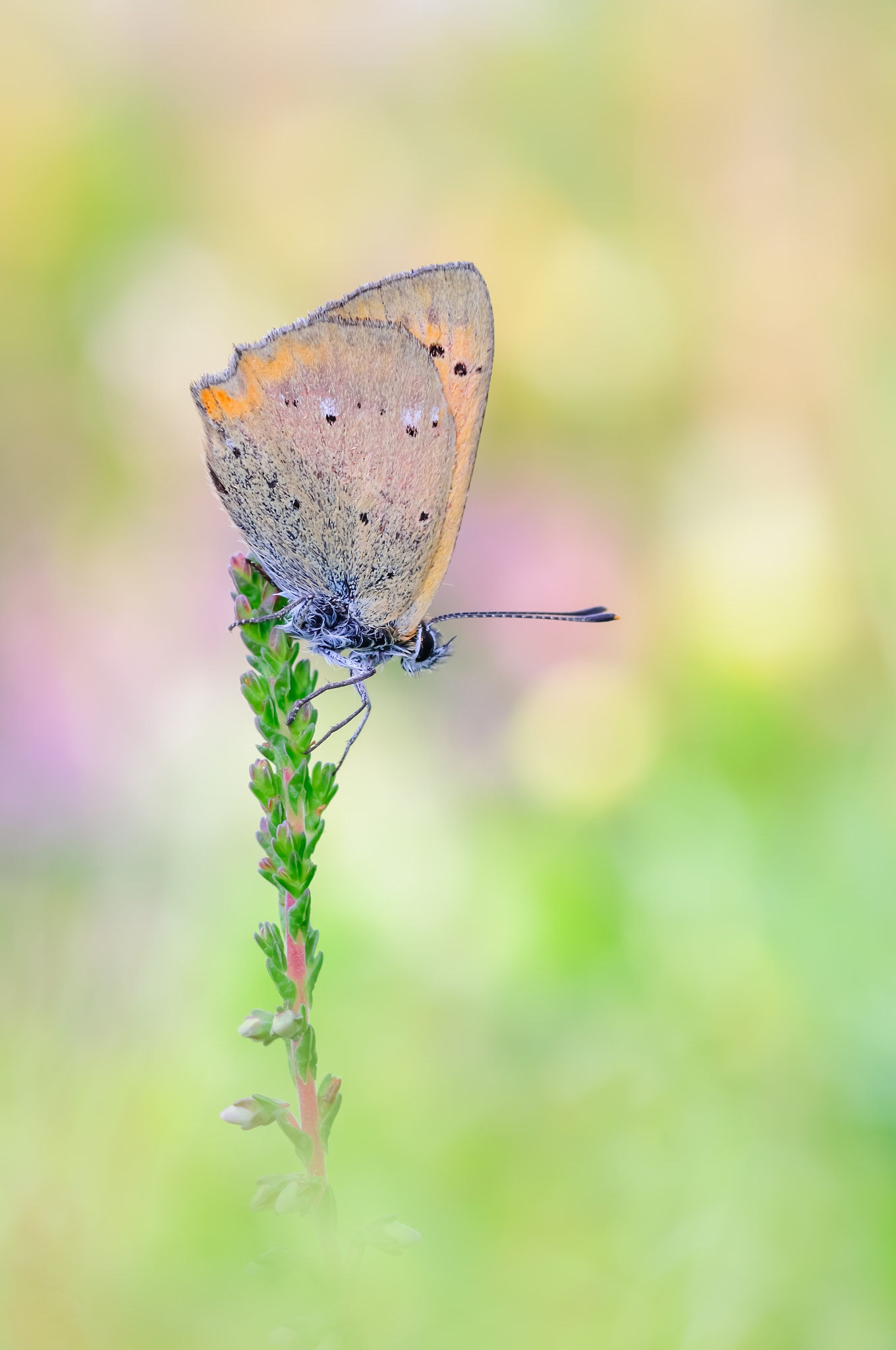 Nikon D300 + Tamron SP 90mm F2.8 Di VC USD 1:1 Macro sample photo. Dukatenfalter photography