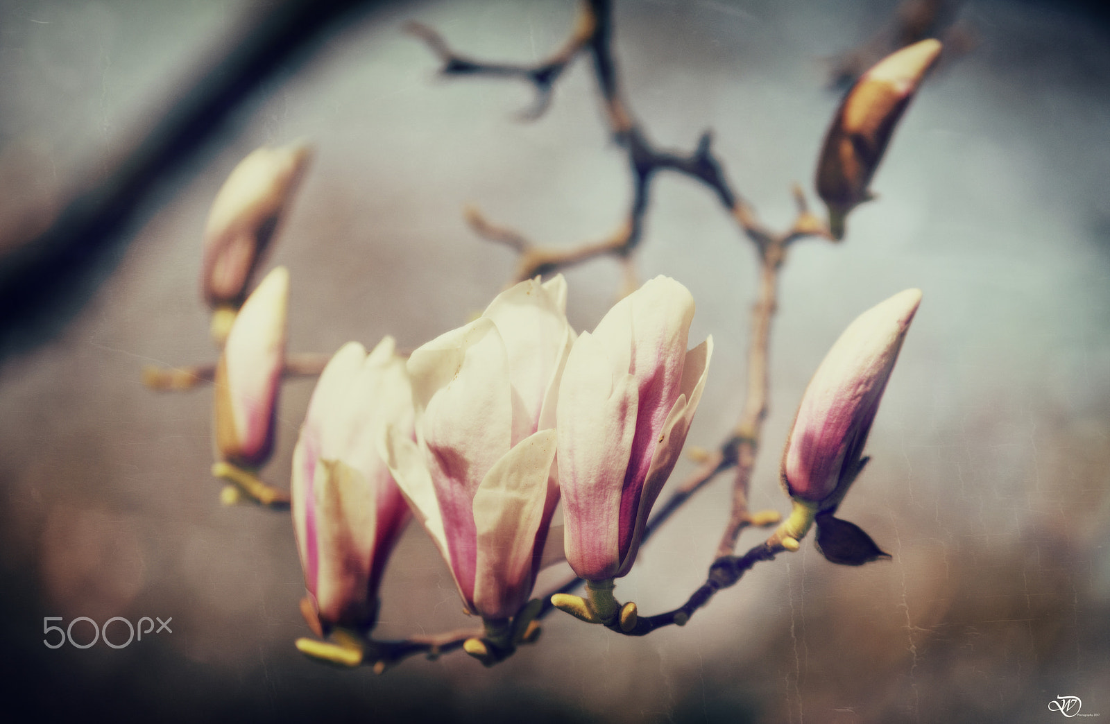 Sigma 70-200mm F2.8 EX DG OS HSM sample photo. Magnolia photography