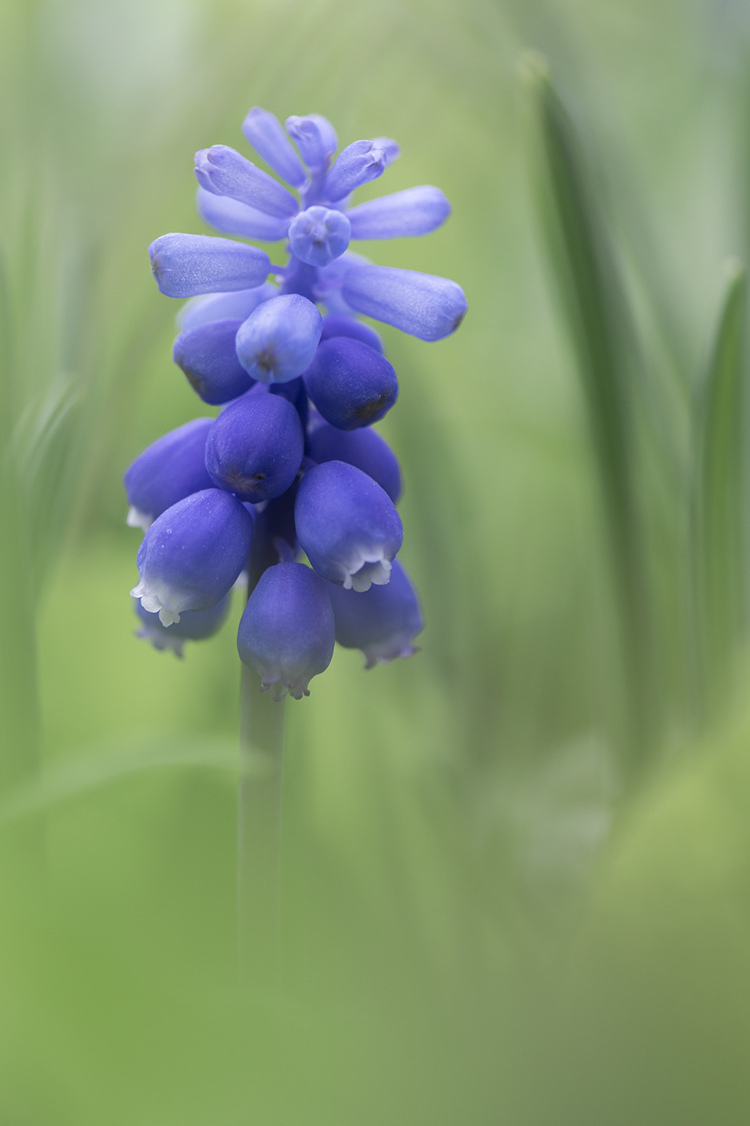 Canon EF 100mm F2.8L Macro IS USM sample photo. Muscari photography