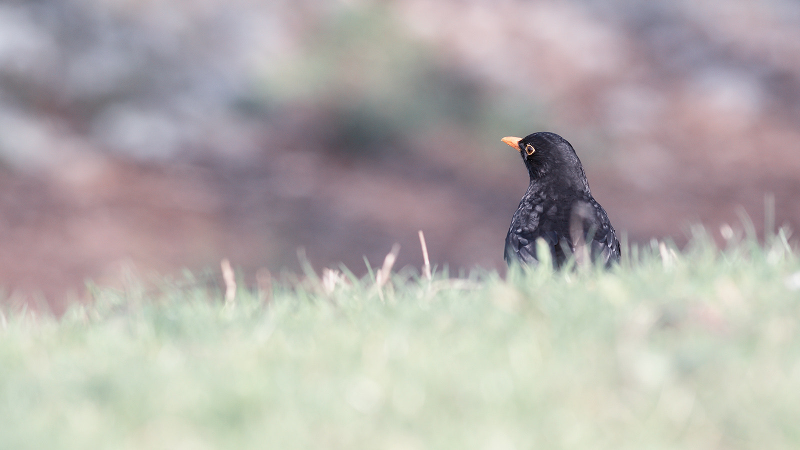 Canon EF 400mm F5.6L USM sample photo. Merle photography