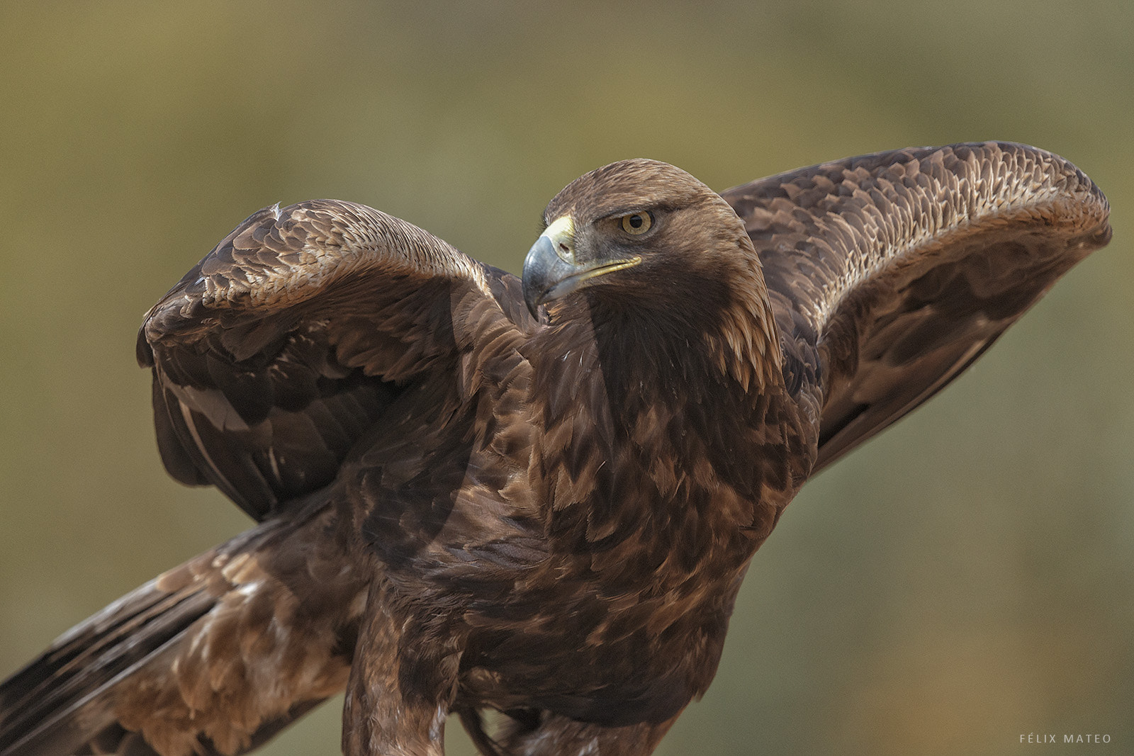 Canon EF 500mm F4L IS II USM sample photo. Golden eagle (aquila chrysaetos) photography