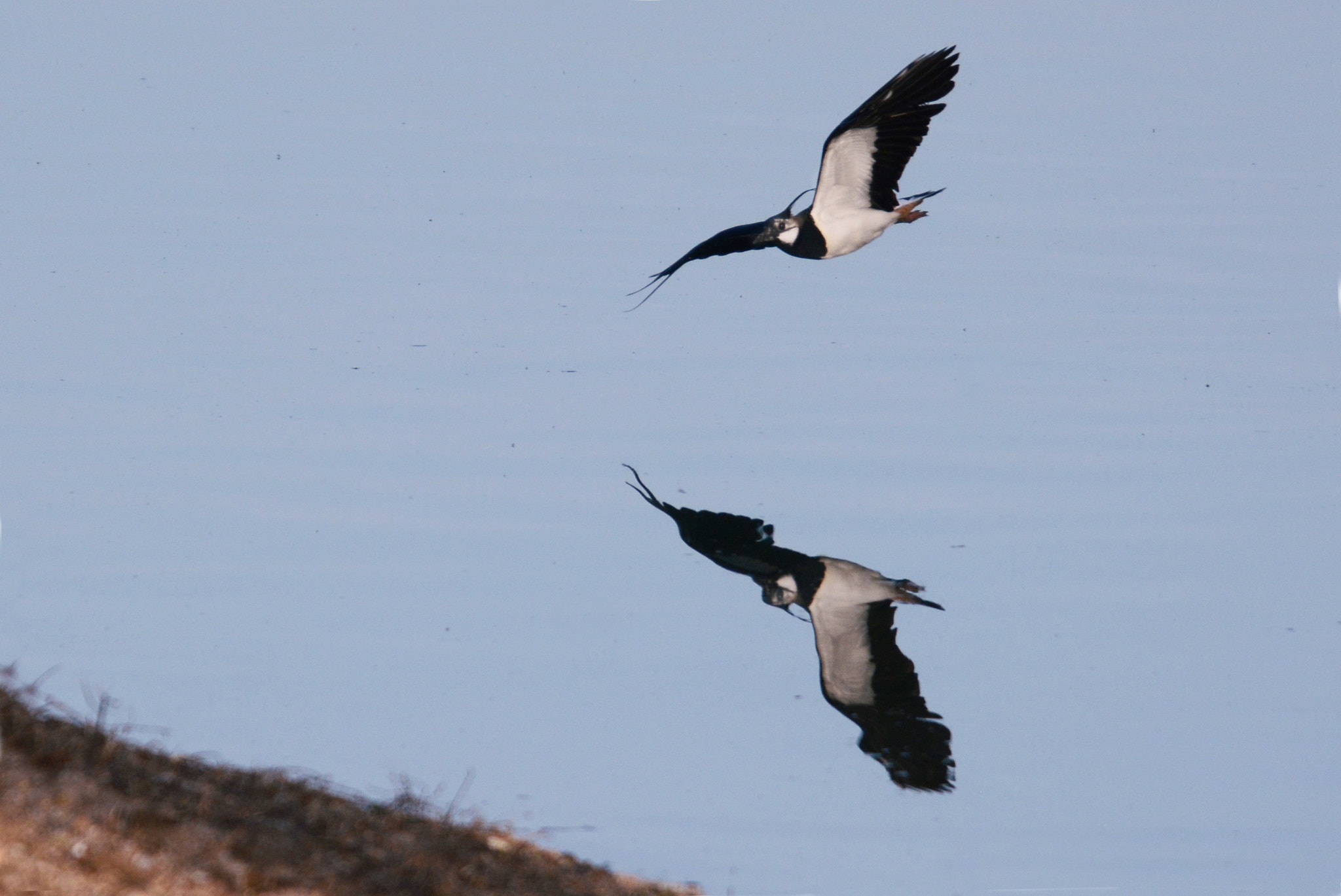 Sigma 120-400mm F4.5-5.6 DG OS HSM sample photo. Lapwing show photography