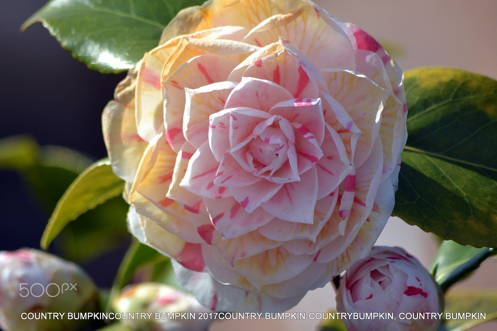 Sigma 70-300mm F4-5.6 APO DG Macro sample photo. Coloured plant photography