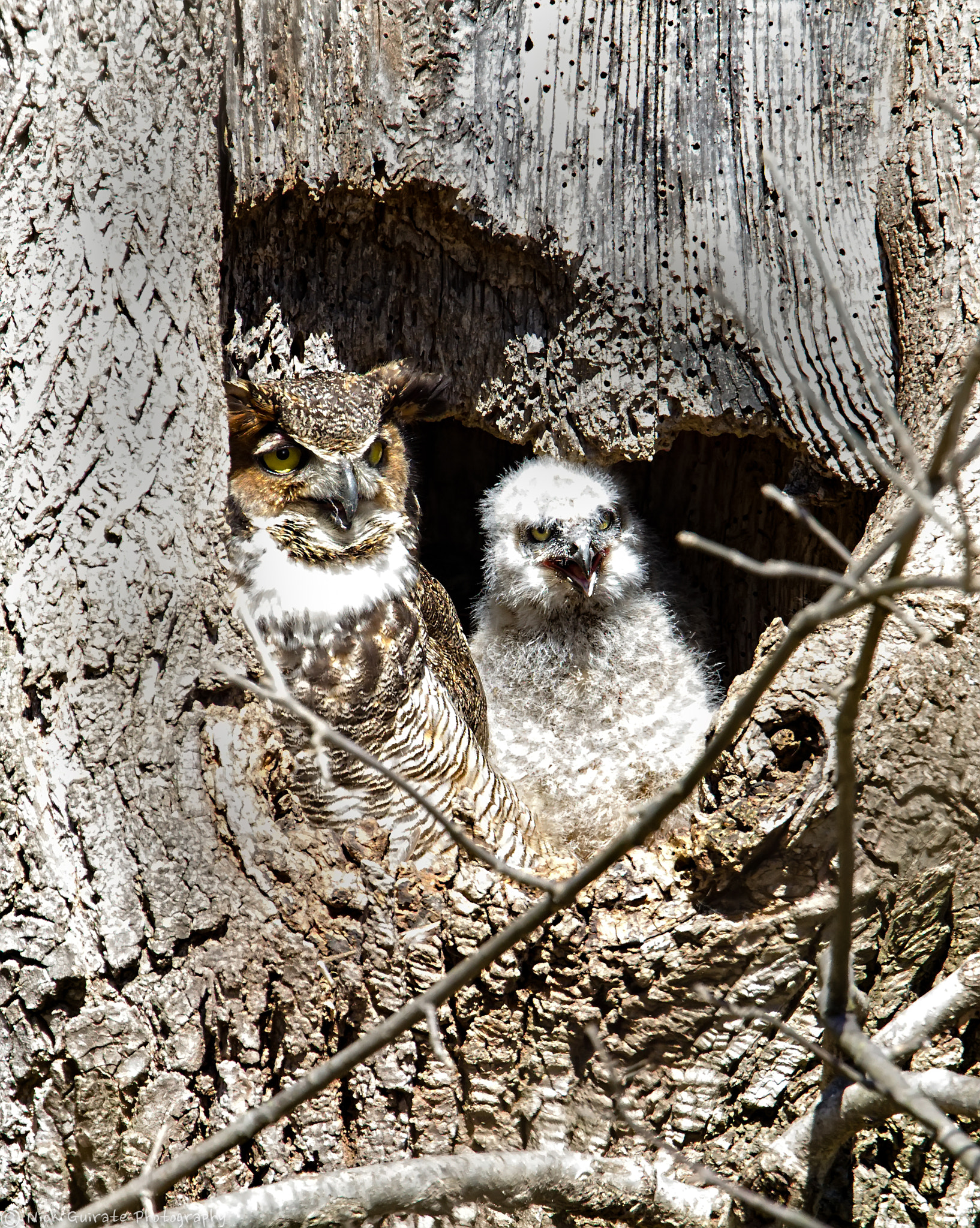 Tamron SP 150-600mm F5-6.3 Di VC USD sample photo. Adult great horned owl with chick photography