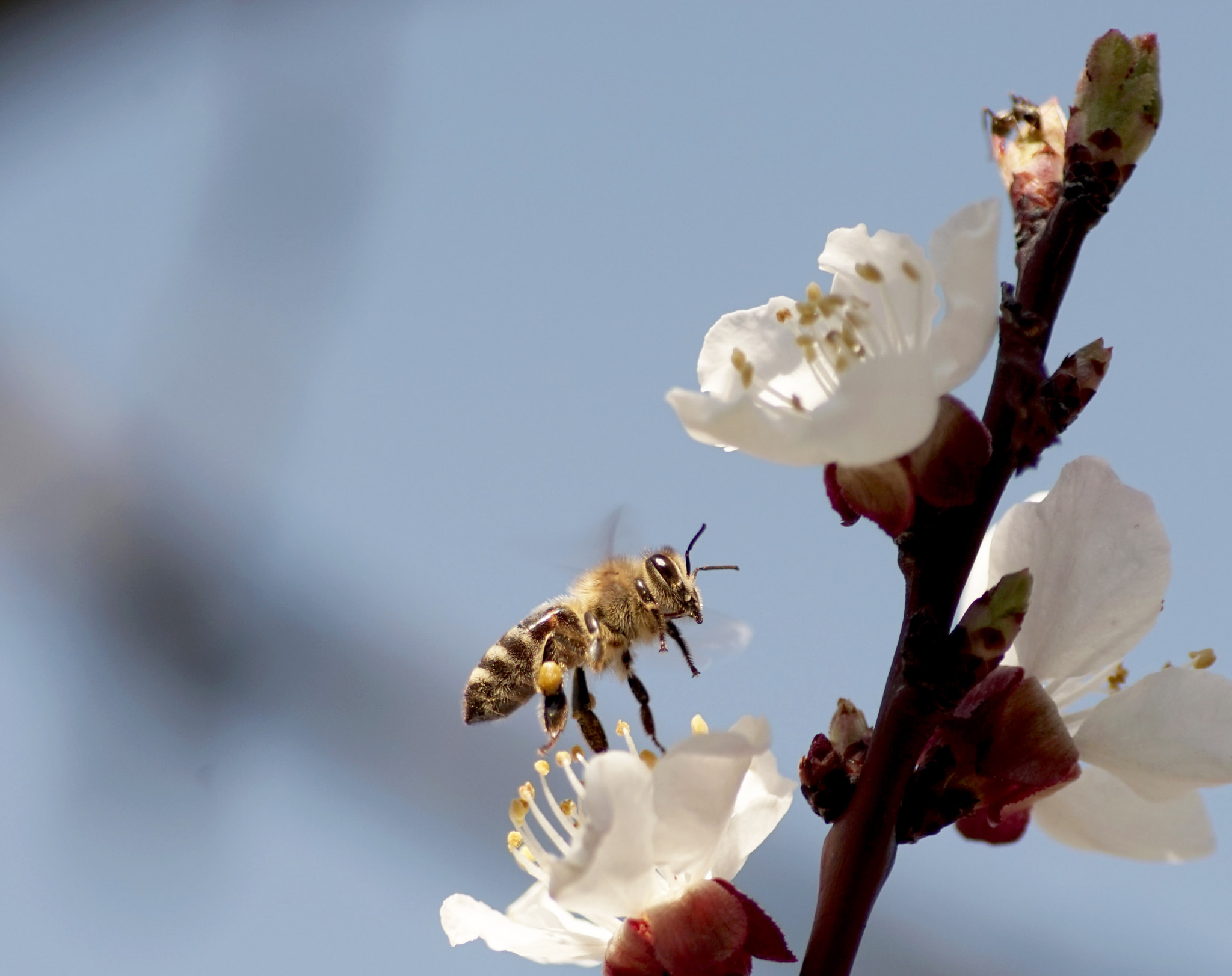 90mm F2.8 sample photo. Bee photography