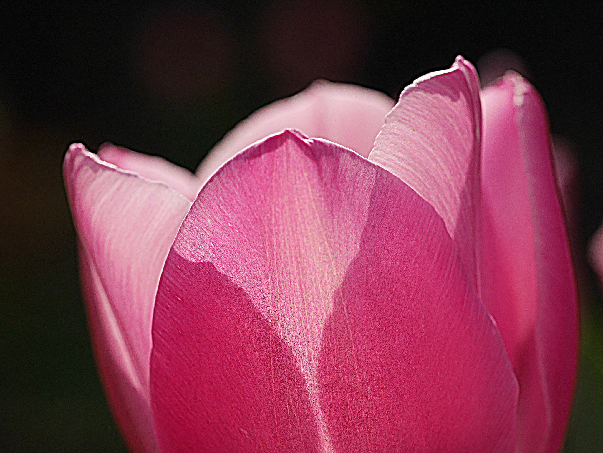 Panasonic Lumix DMC-GM1 + Olympus M.Zuiko Digital ED 60mm F2.8 Macro sample photo. Tulip shadows photography