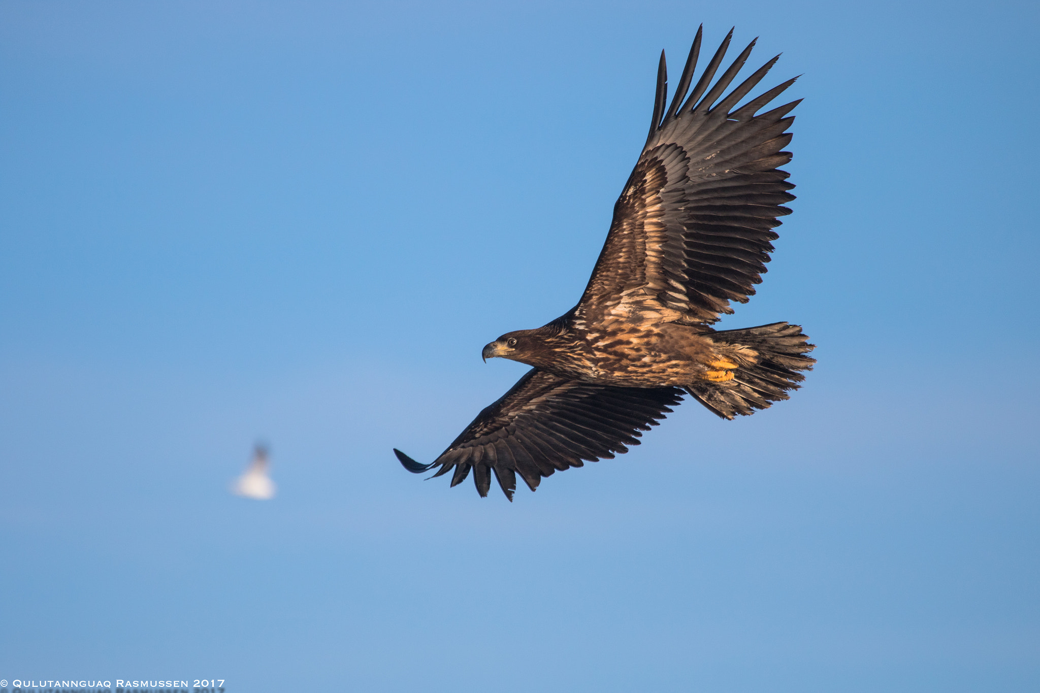 Canon EF 100-400mm F4.5-5.6L IS USM sample photo. King of air photography