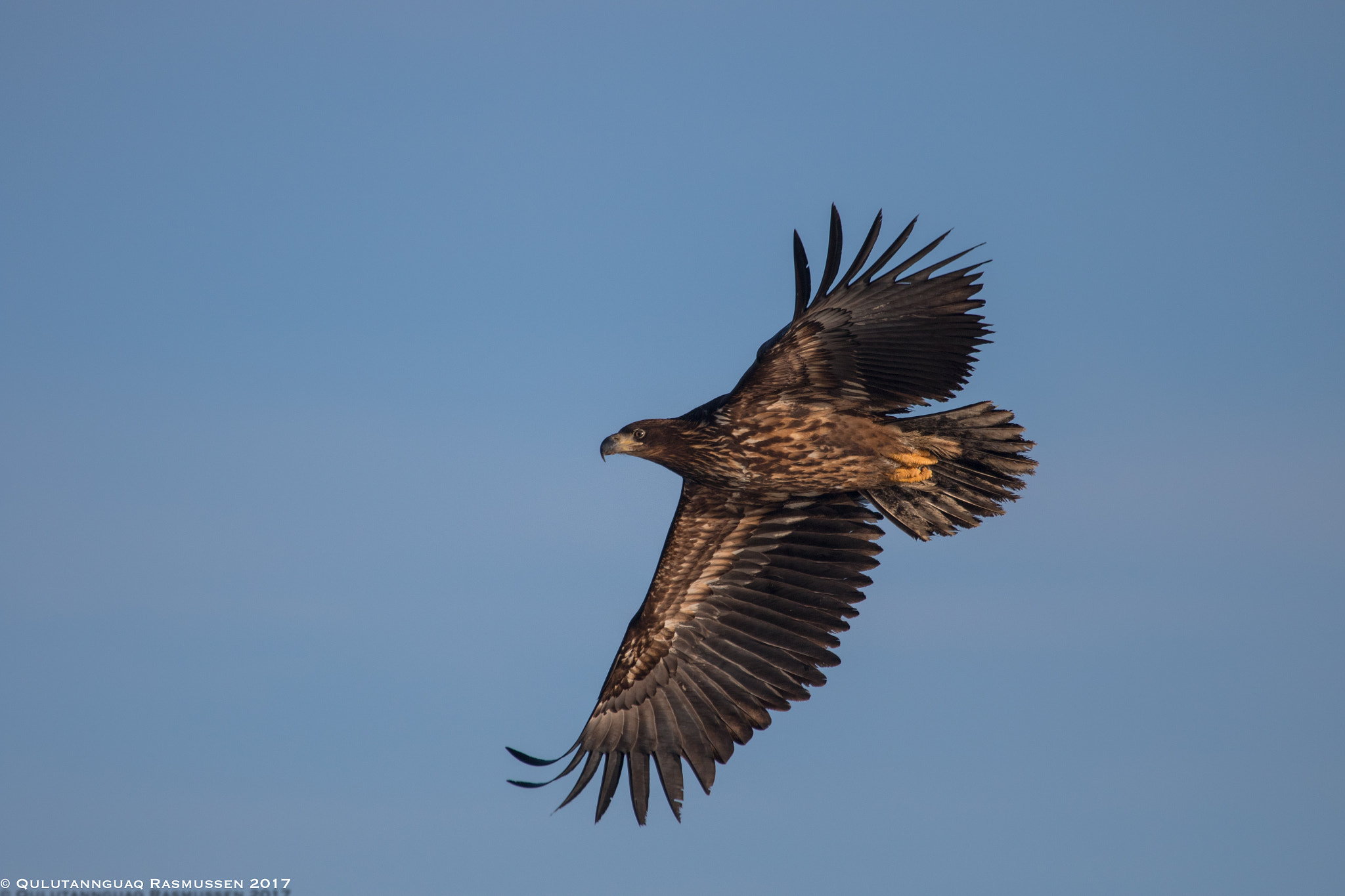 Canon EOS 7D Mark II + Canon EF 100-400mm F4.5-5.6L IS USM sample photo. Looking for prey photography