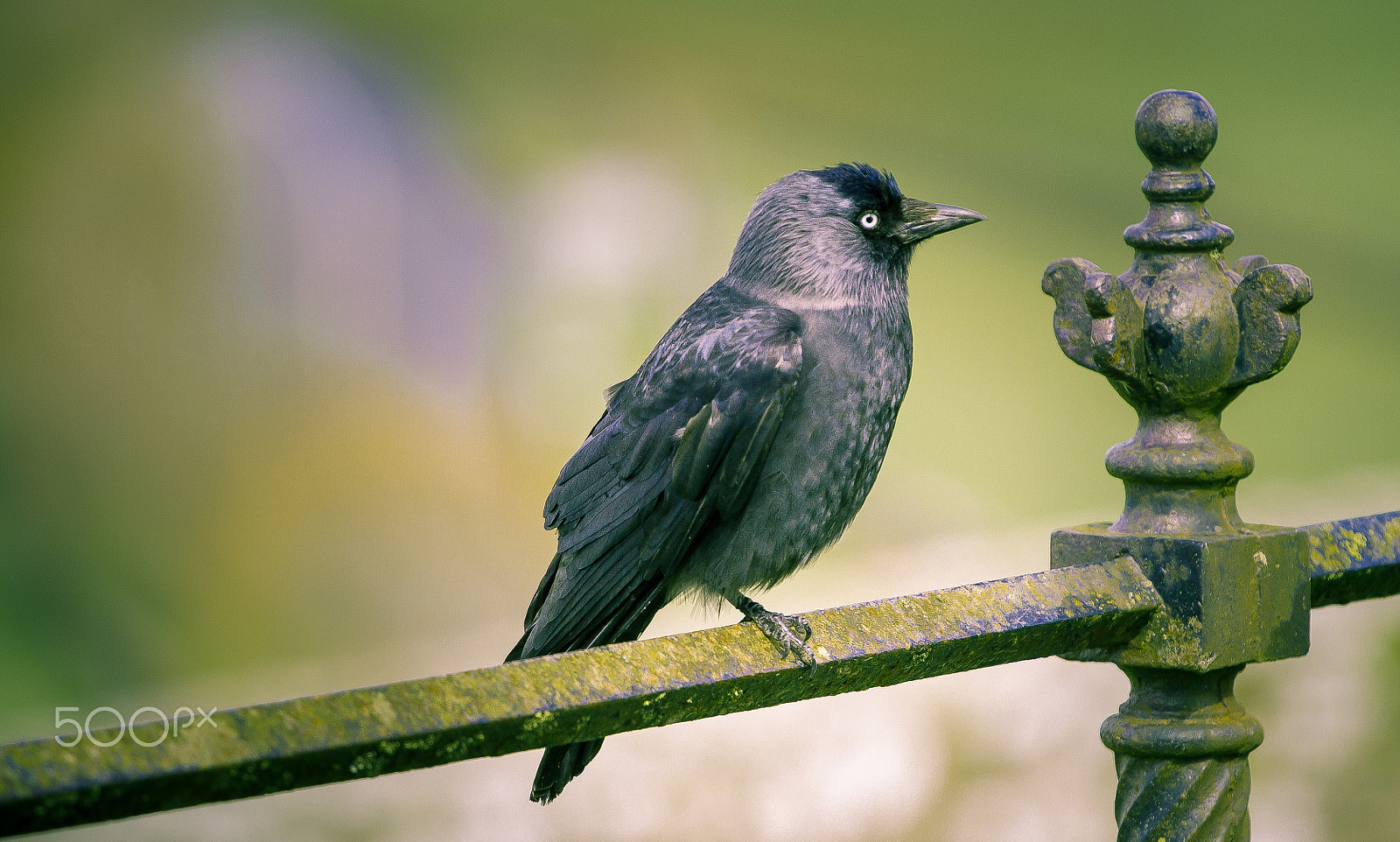 Canon EOS 7D + Canon EF 70-200mm F4L USM sample photo. Crow photography
