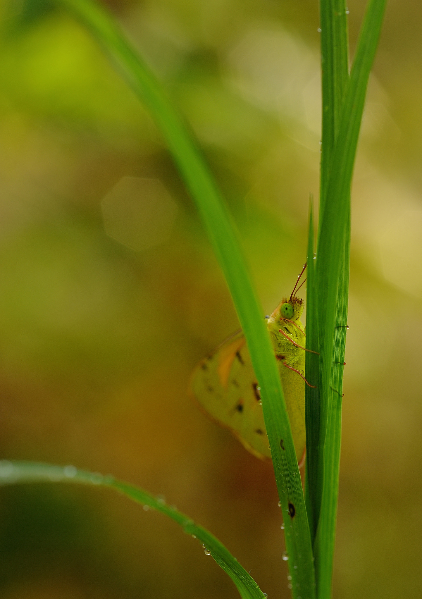 Nikon D700 + Sigma 105mm F2.8 EX DG Macro sample photo. I'm wactching. photography