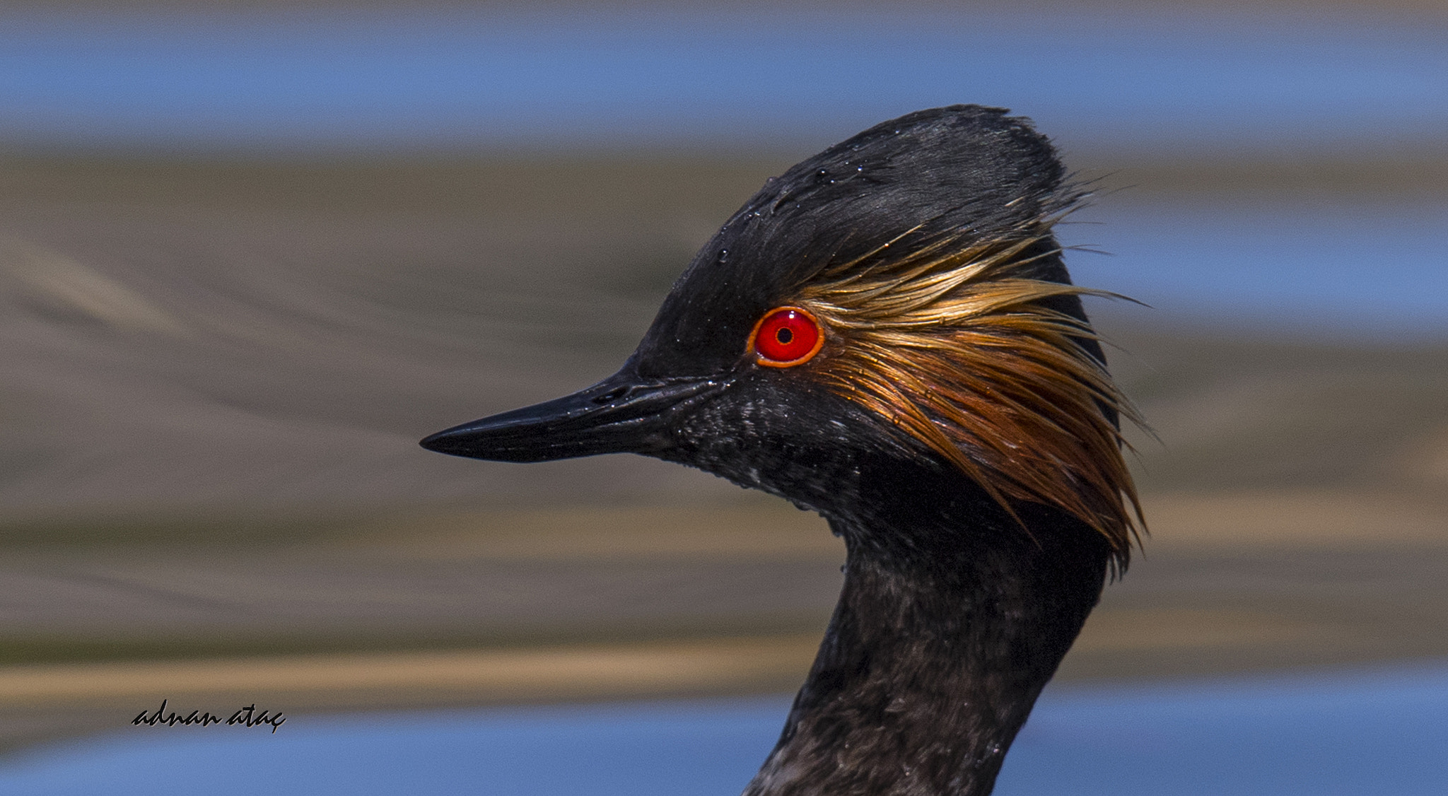 Sigma 150-600mm F5-6.3 DG OS HSM | S sample photo. Kara boyunlu batağan - black necked grebe - podiceps nigricollis photography