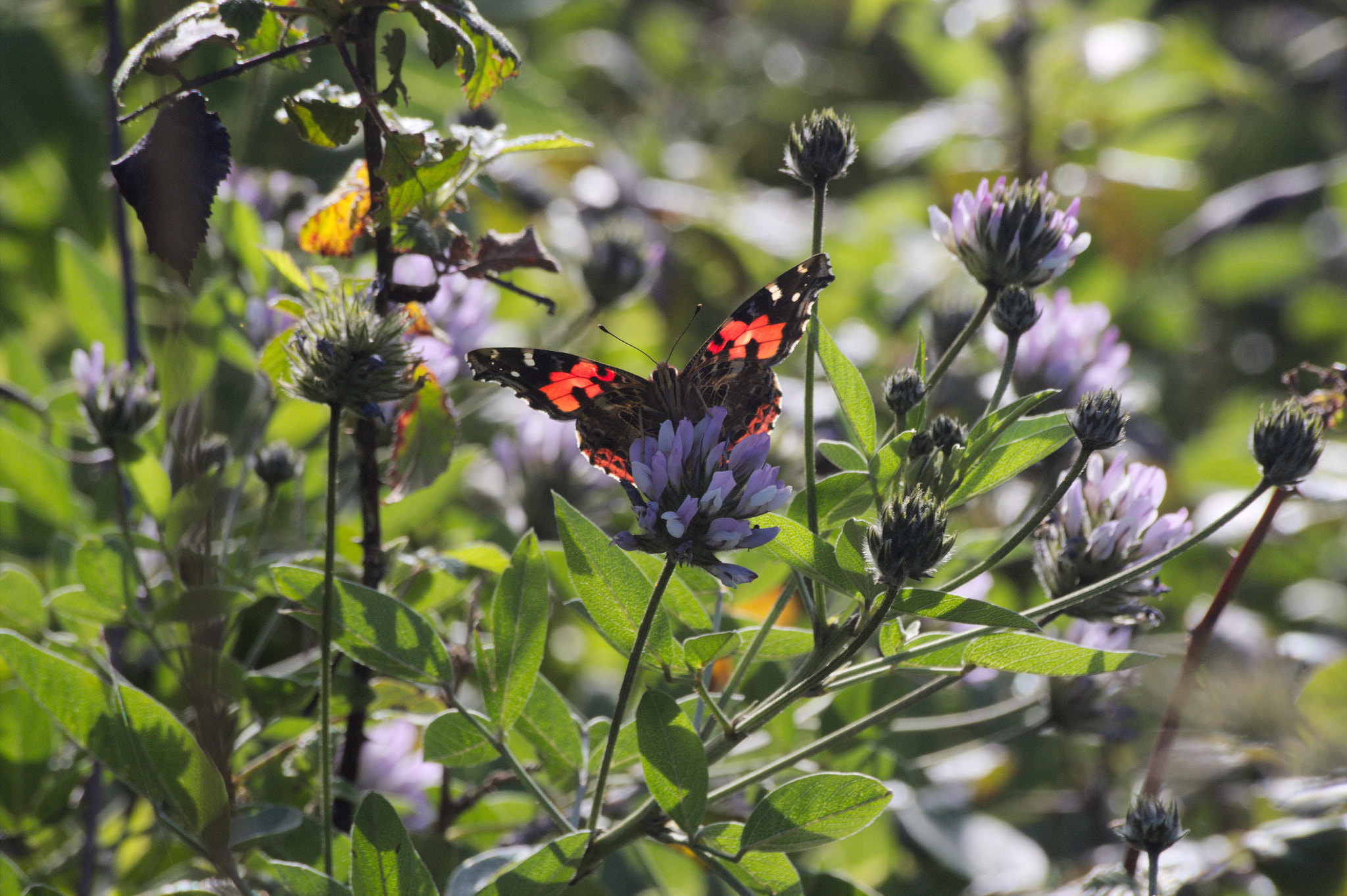 Canon EOS 550D (EOS Rebel T2i / EOS Kiss X4) sample photo. Butterfly photography