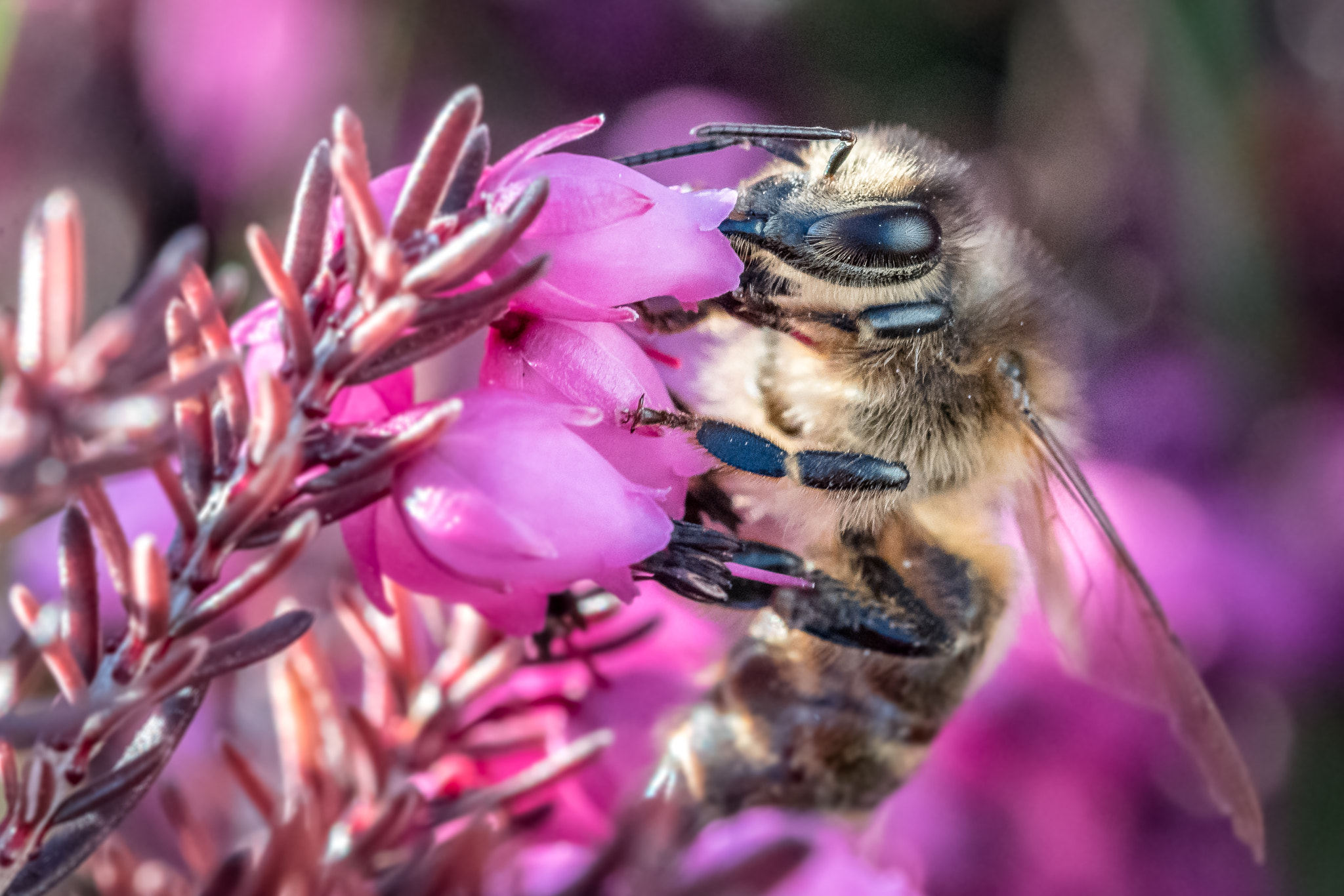 Canon EF 100mm F2.8L Macro IS USM sample photo. Bee photography
