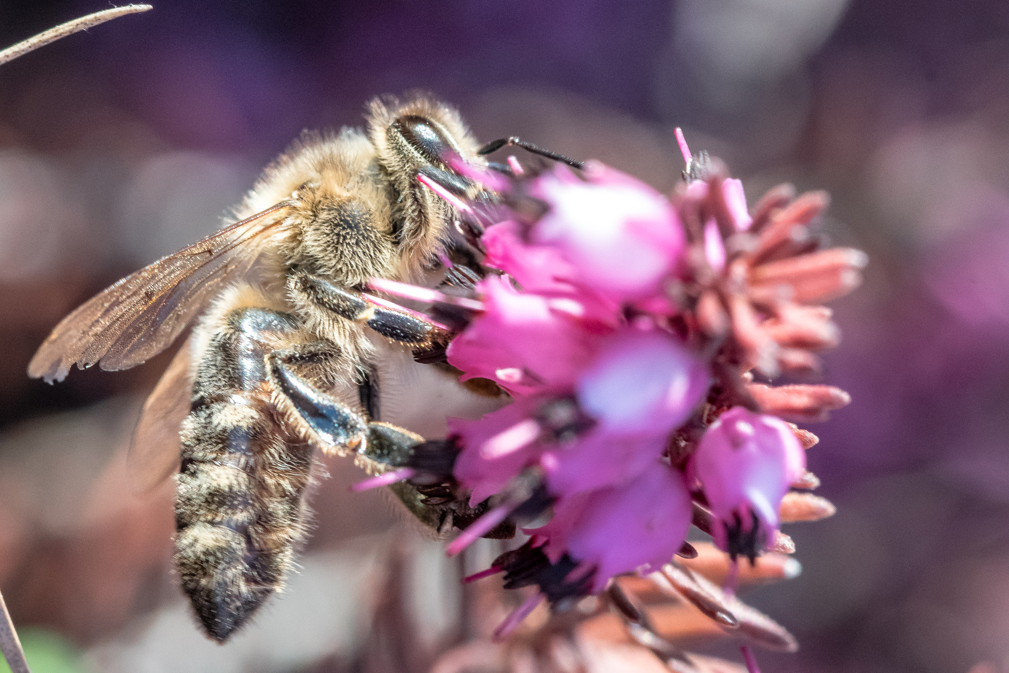 Canon EF 100mm F2.8L Macro IS USM sample photo. Bee photography
