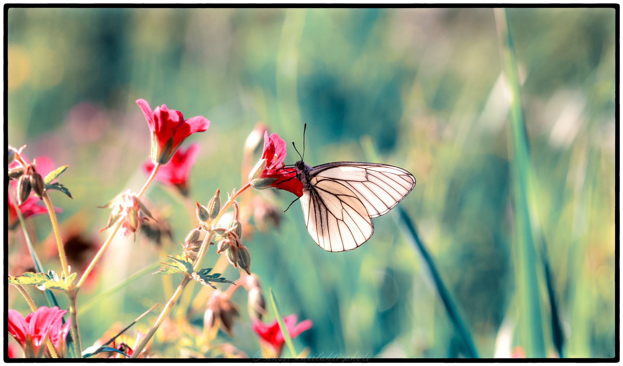 Nikon D7000 + Sigma 105mm F2.8 EX DG OS HSM sample photo. Butterfly in red photography