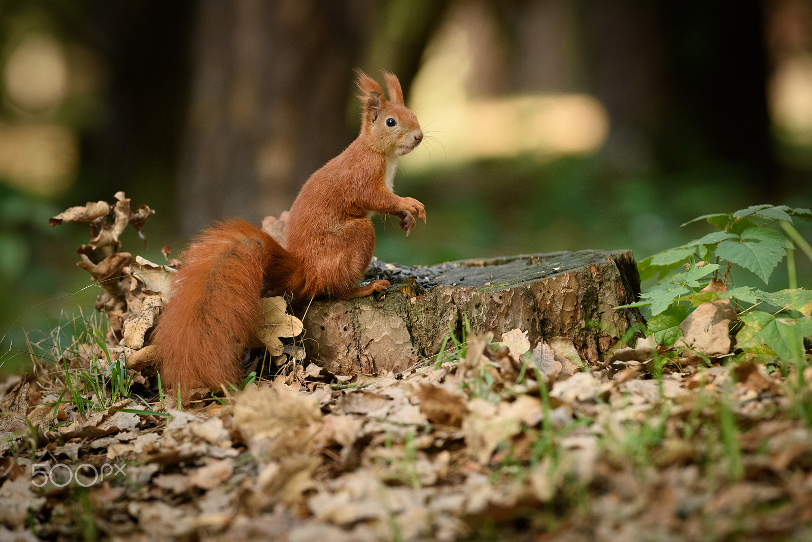 Nikon D810 + Nikon AF-S Nikkor 300mm F2.8G ED VR II sample photo. Squirrel photography