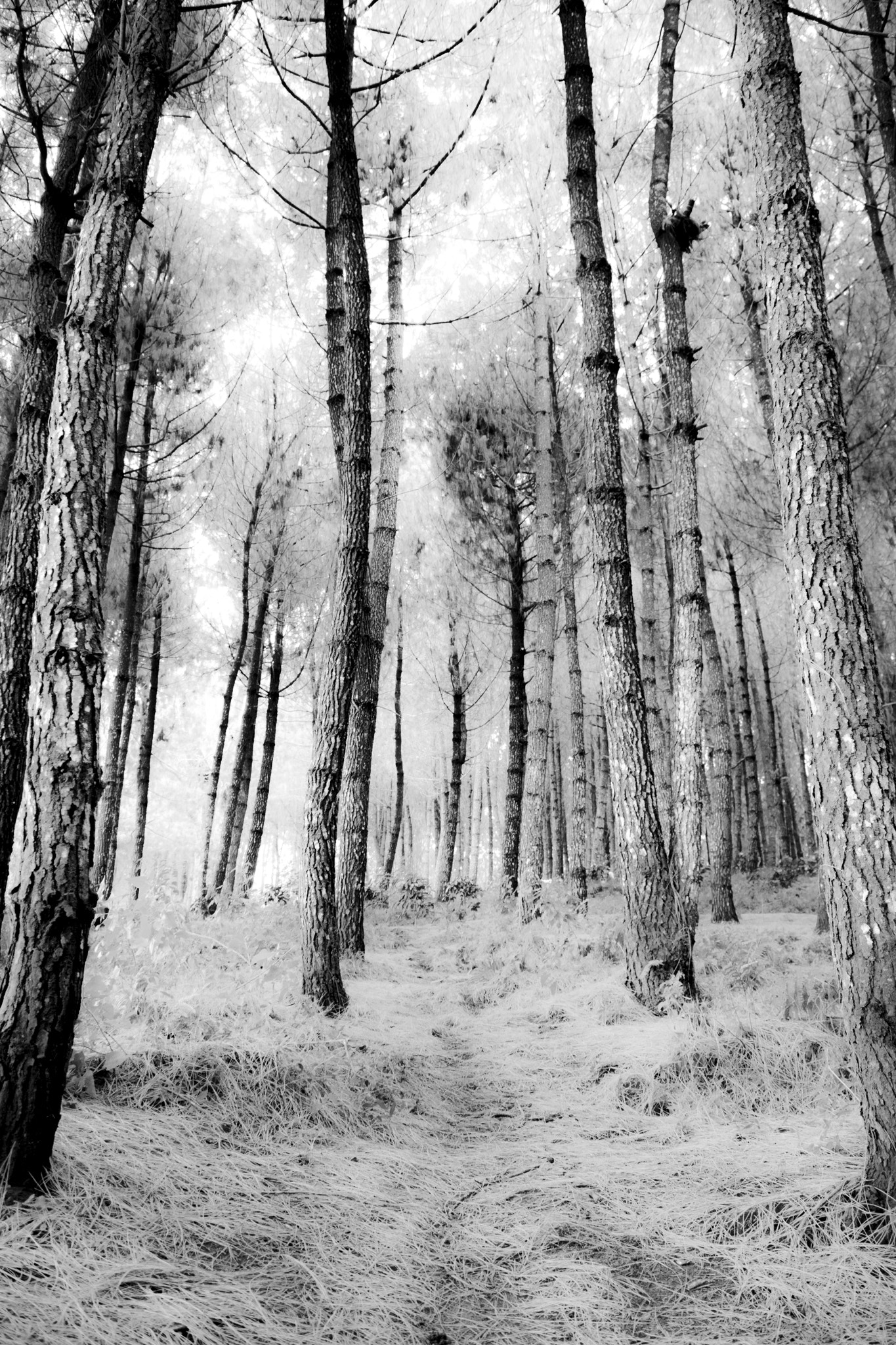 Canon EOS 60D sample photo. Forest photography