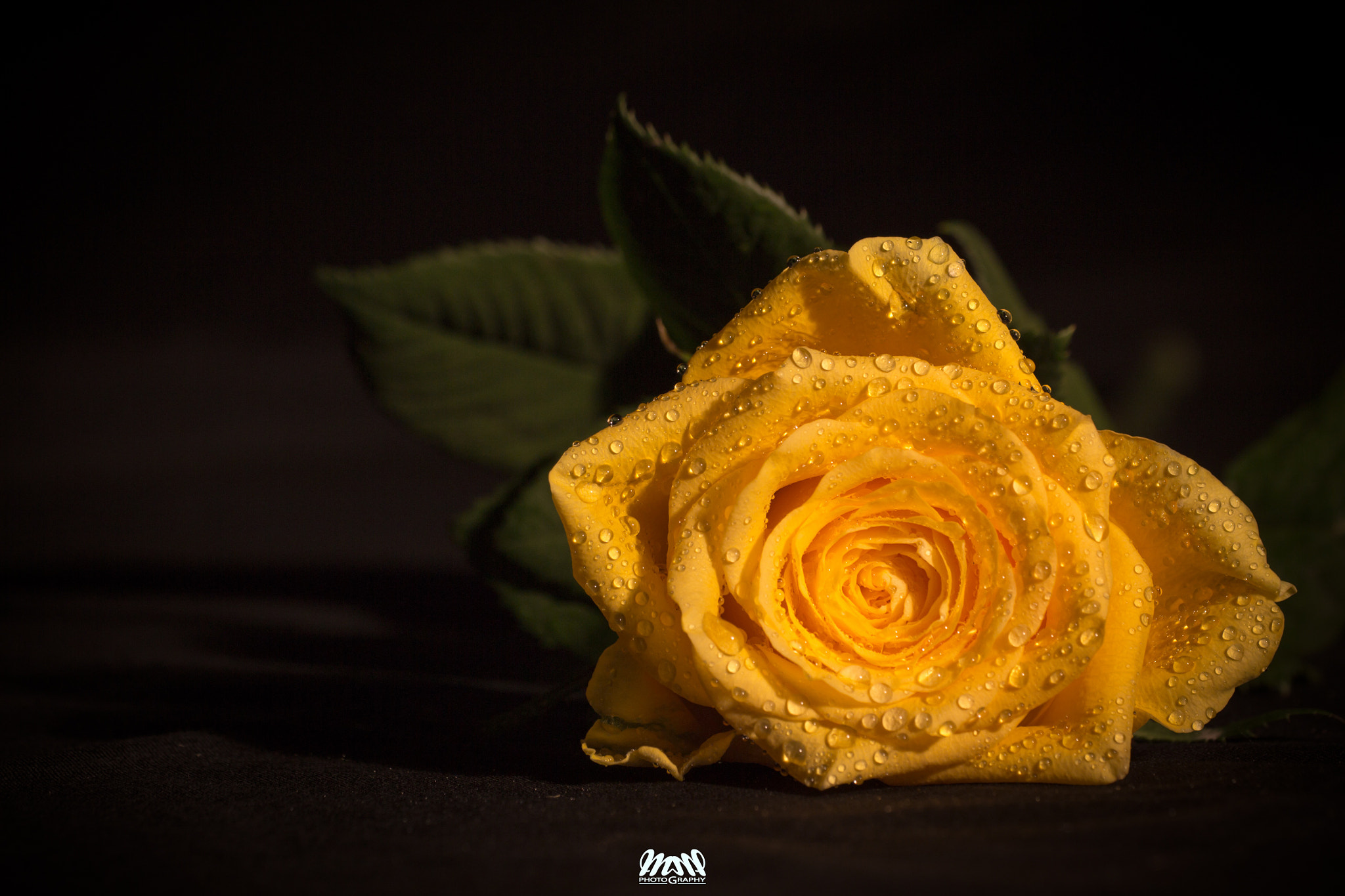 Canon EF 180mm F3.5L Macro USM sample photo. Jealousy photography