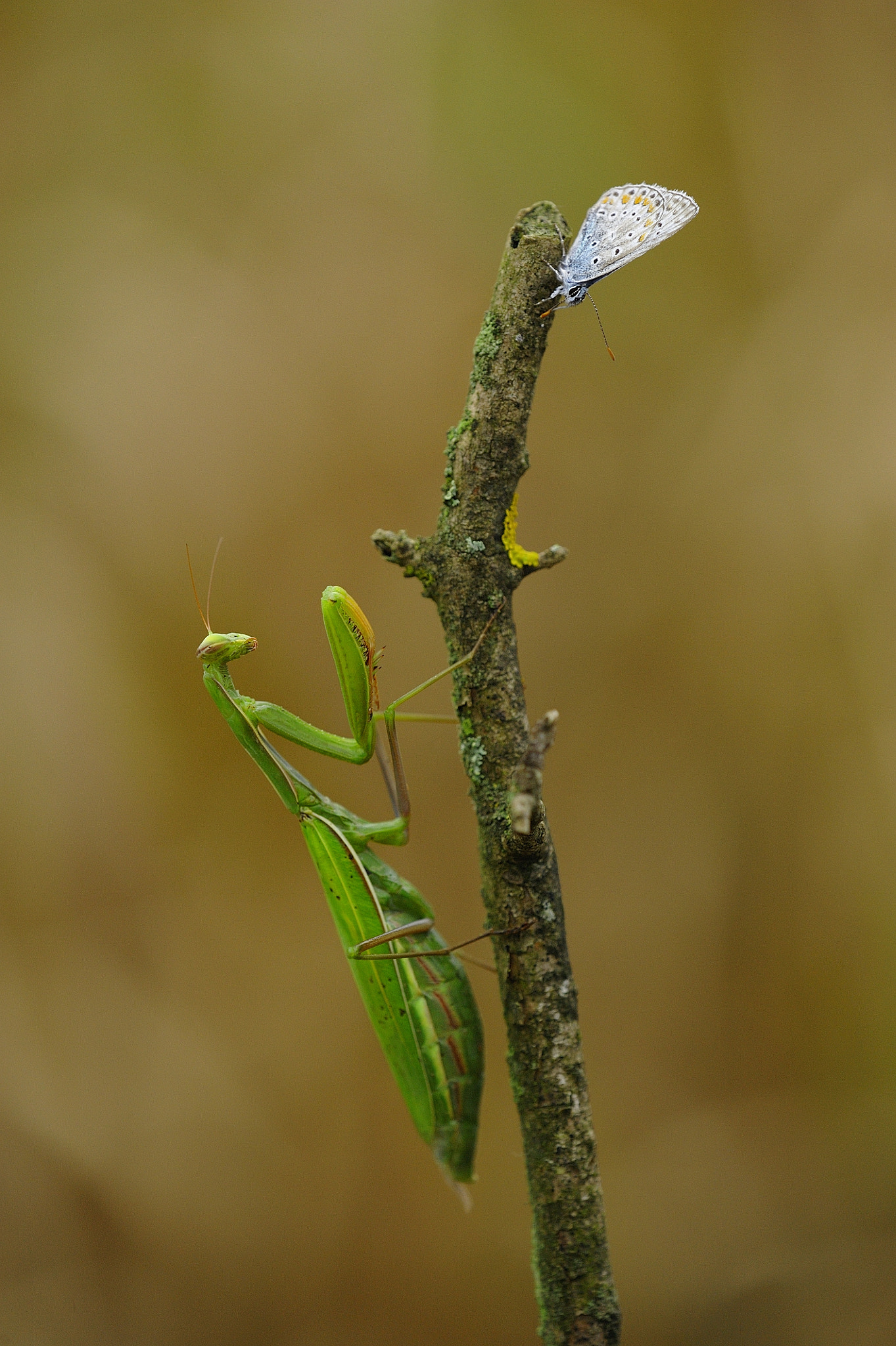 Tamron SP AF 180mm F3.5 Di LD (IF) Macro sample photo. Mantis waiting for the meal. photography