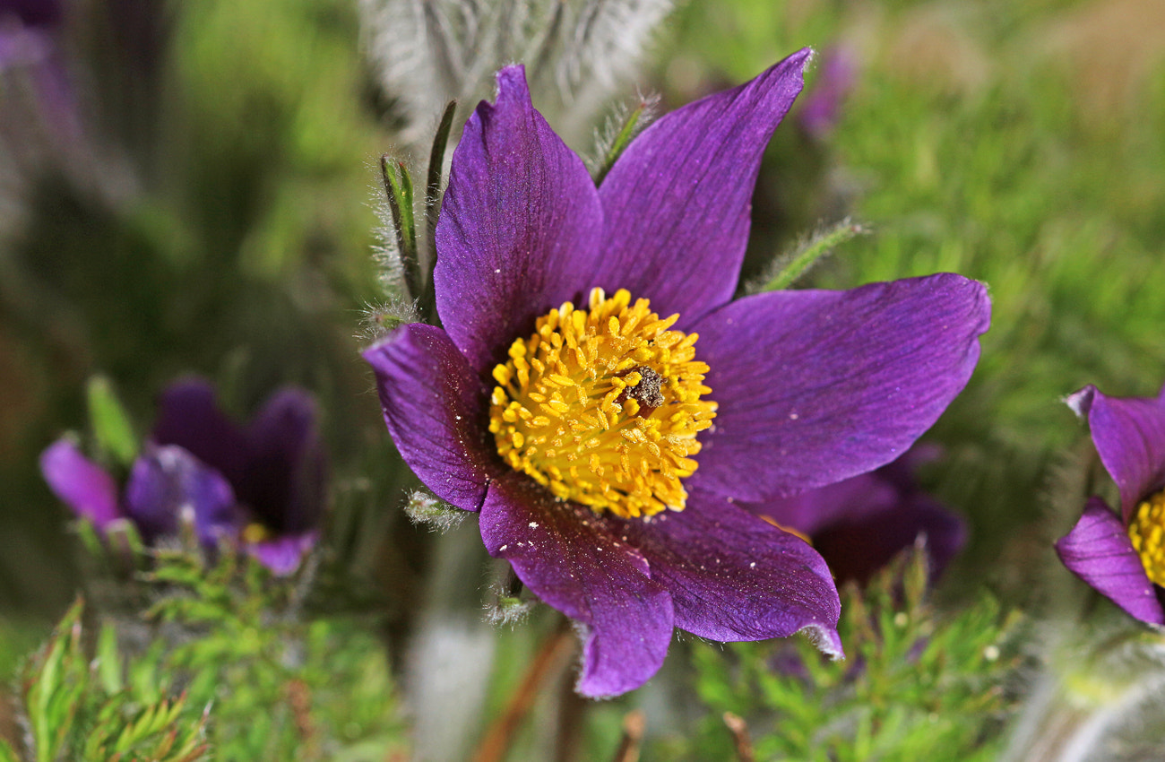 Canon EF 100mm F2.8 Macro USM sample photo. Pasqueflower photography