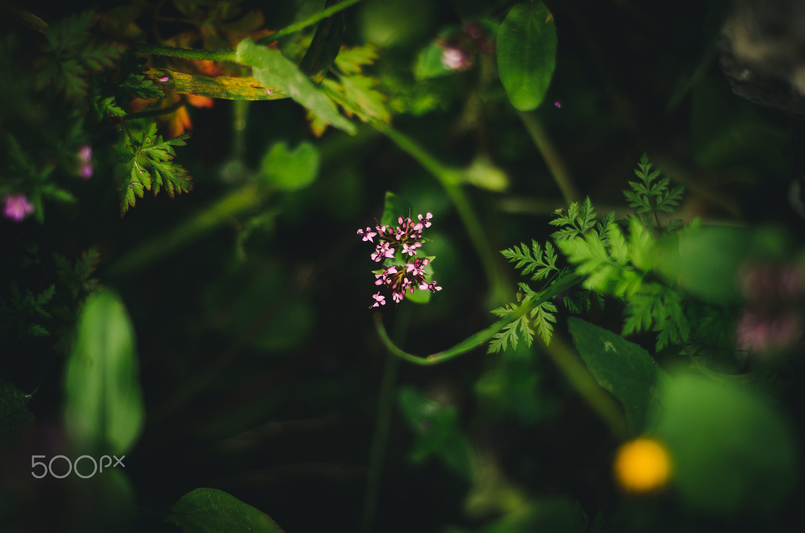 Nikon AF Nikkor 50mm F1.8D sample photo. Jewel of the forest photography